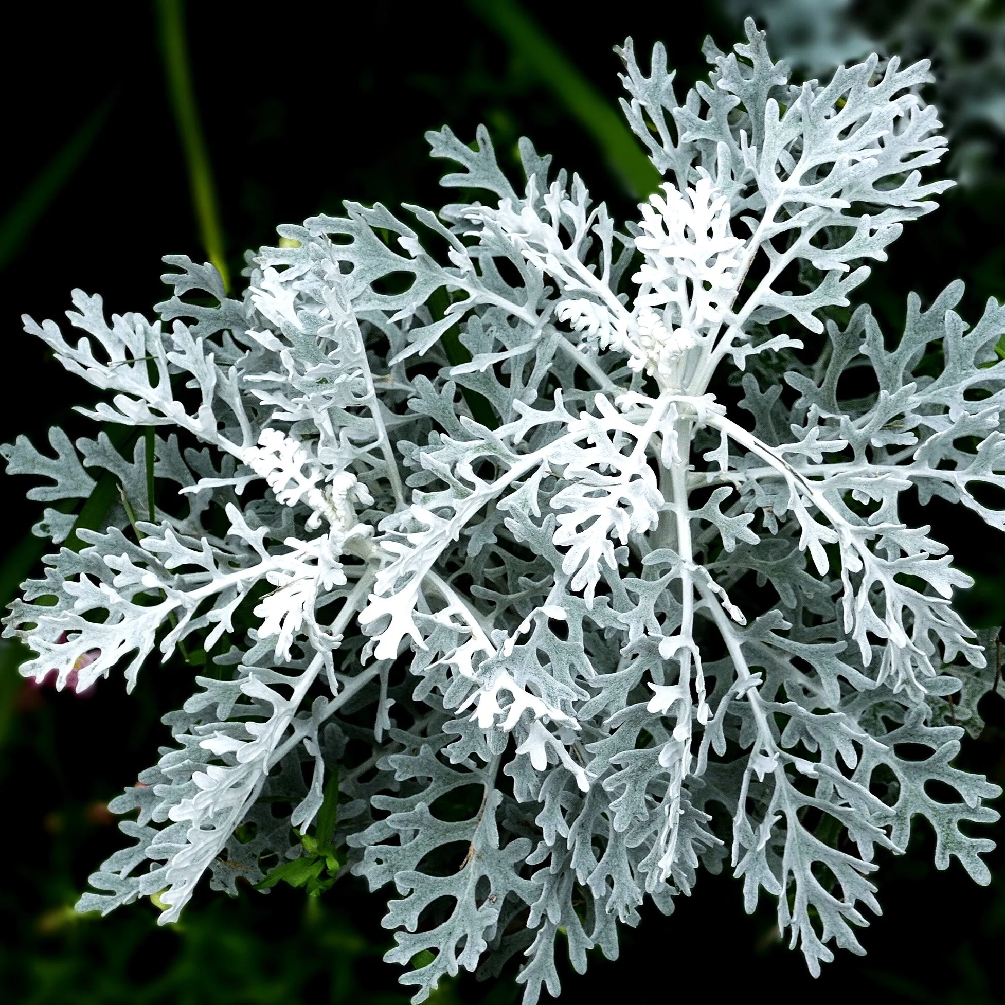 Dusty Miller