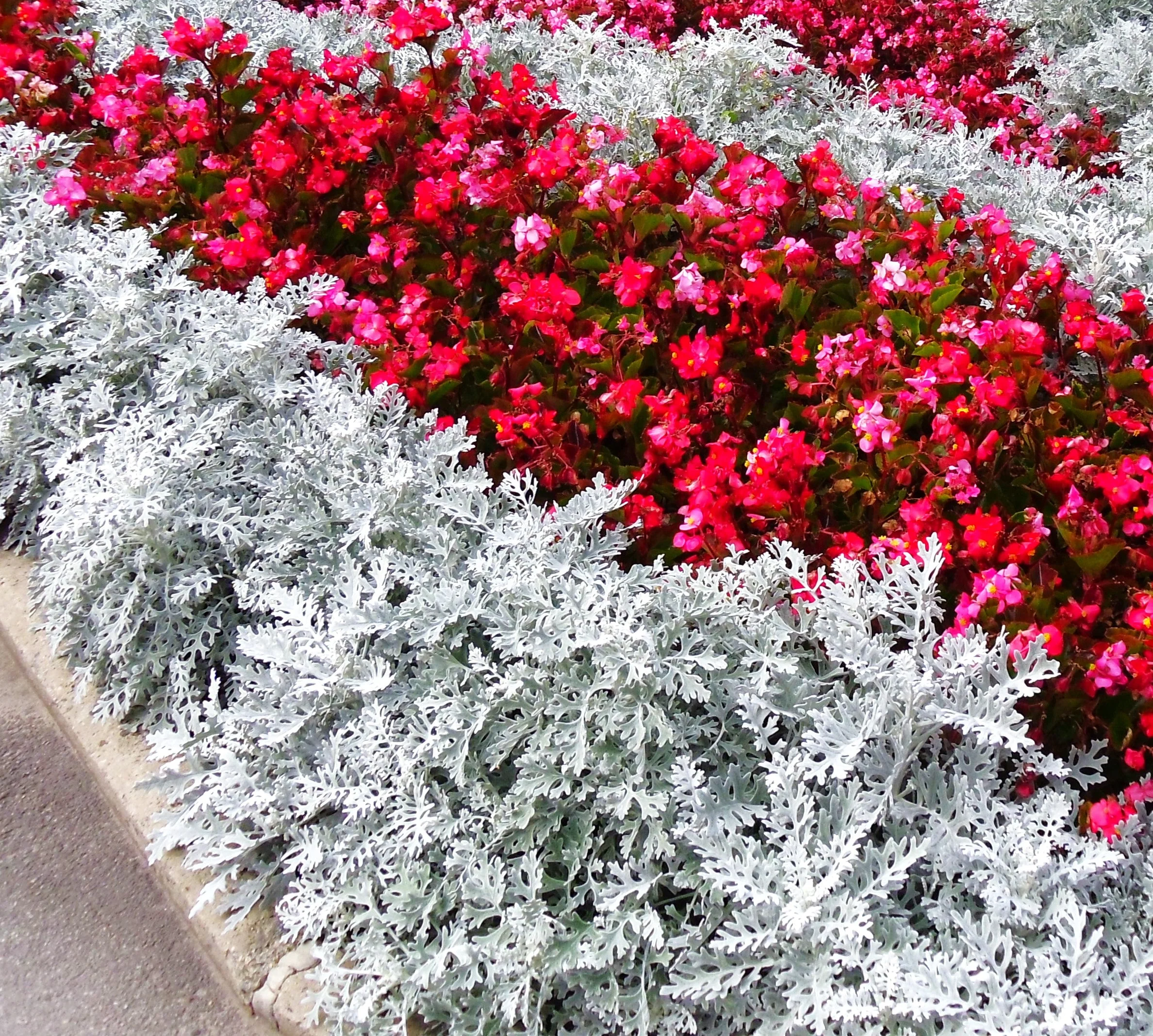 Dusty Miller - Image 10