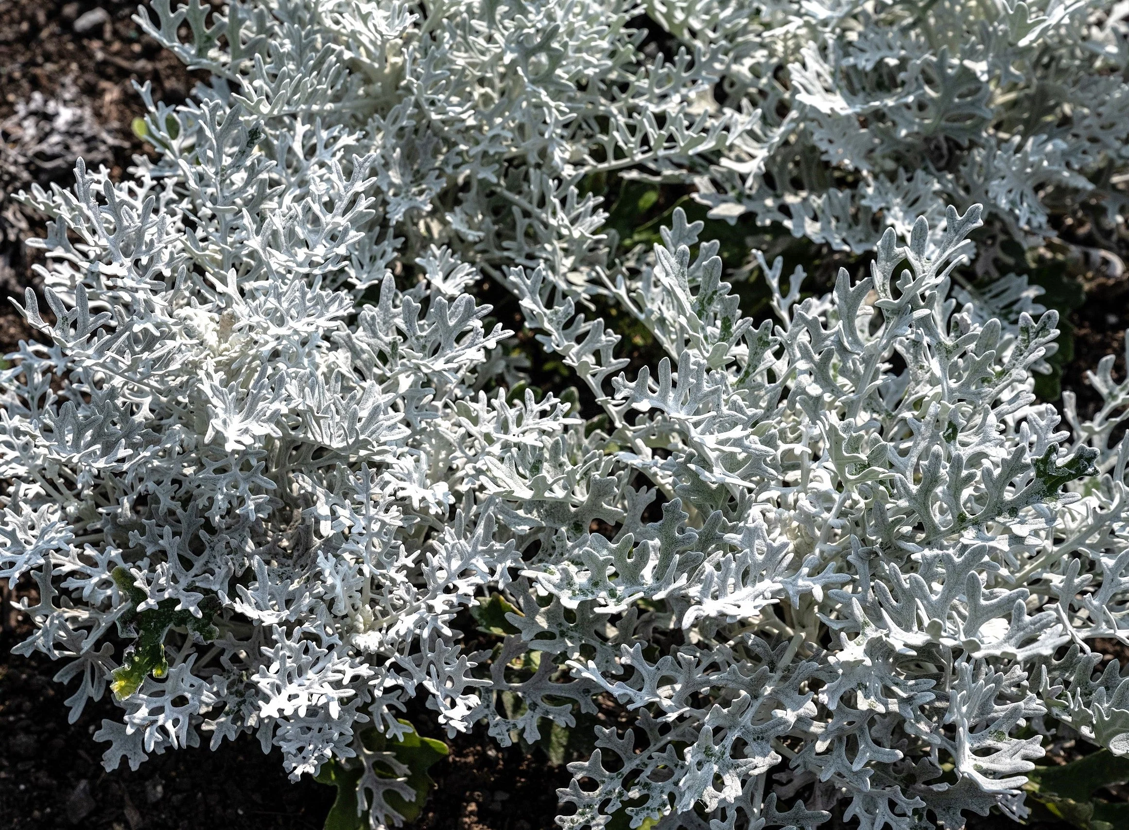 Dusty Miller - Image 2