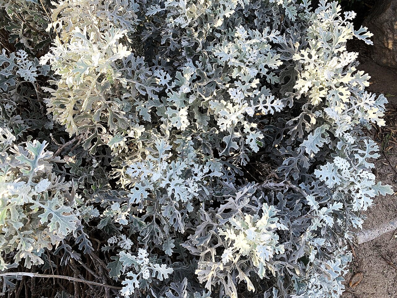 Dusty Miller - Image 3