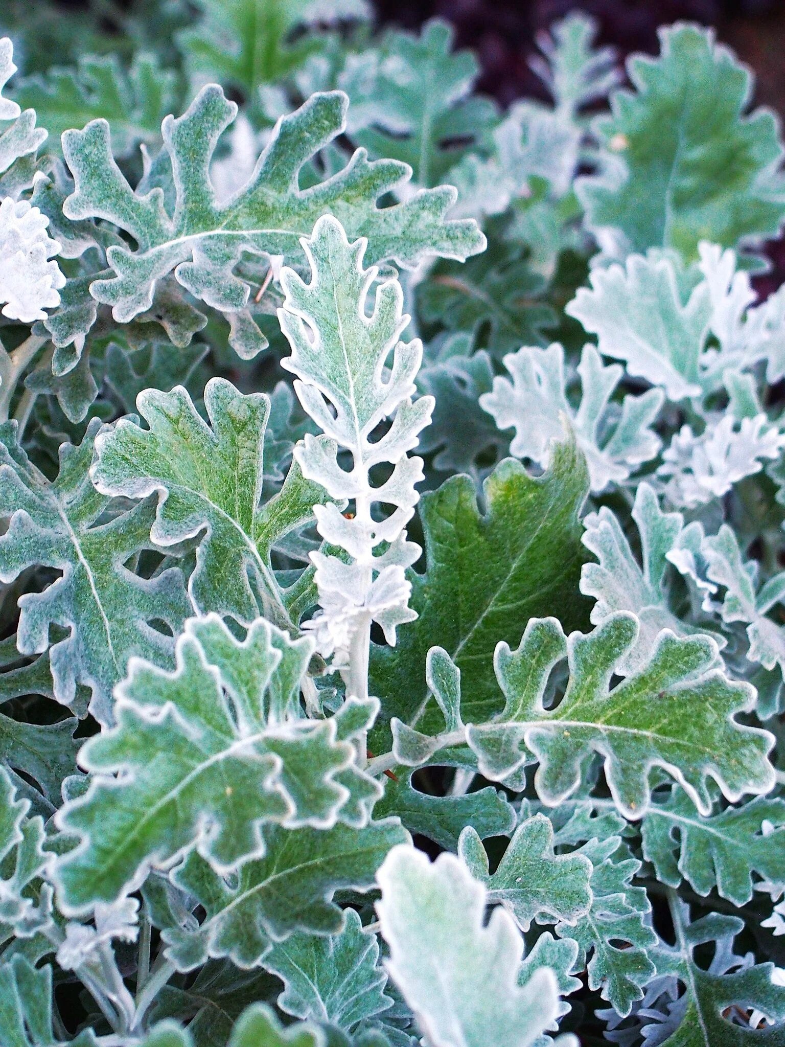Dusty Miller - Image 4