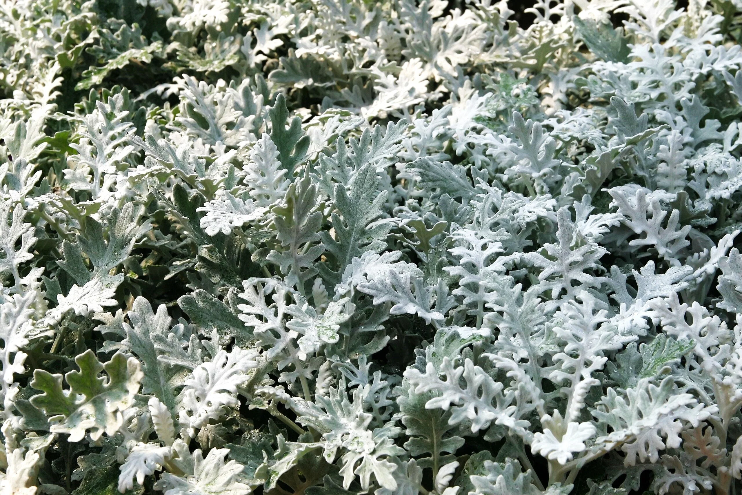Dusty Miller - Image 5