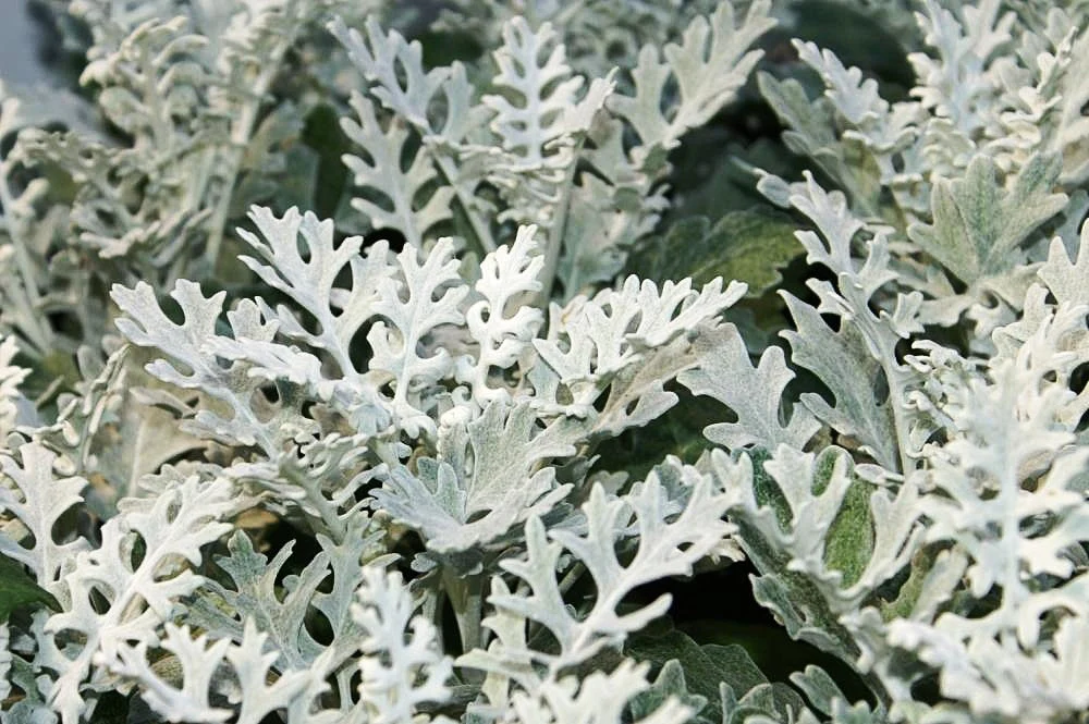 Dusty Miller - Image 6