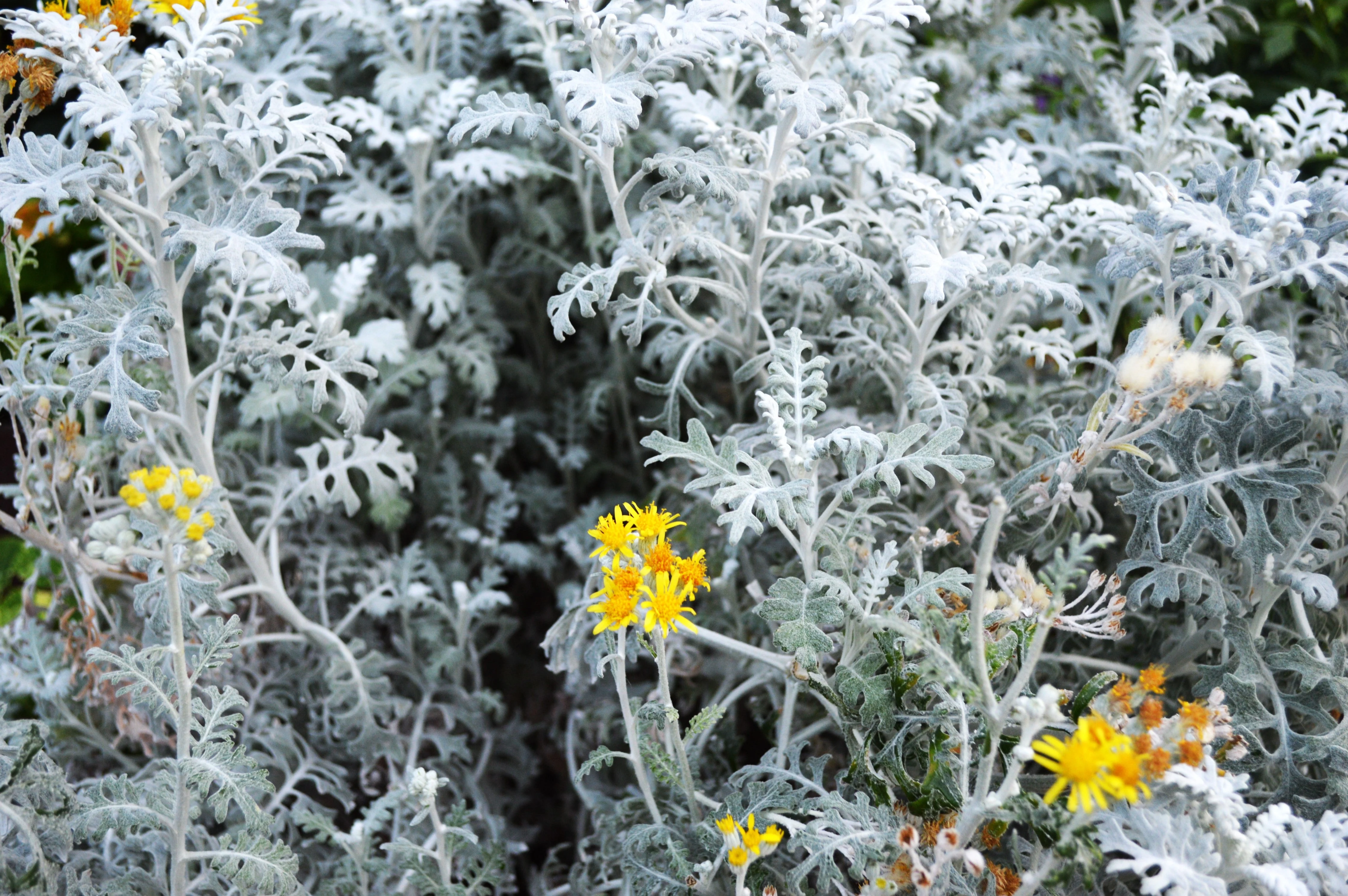 Dusty Miller - Image 7