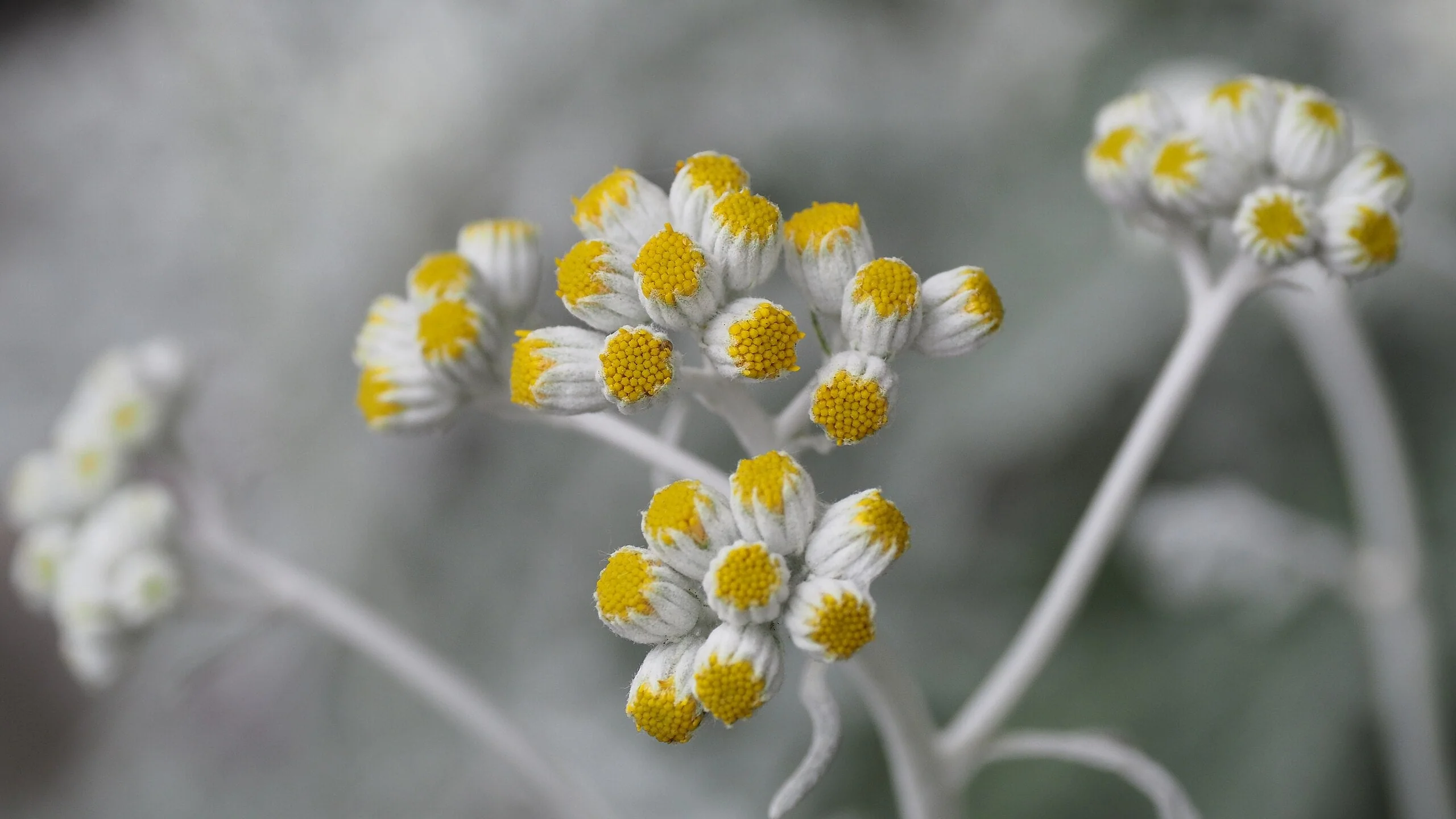 Dusty Miller - Image 8