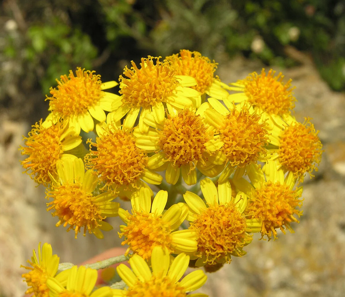 Dusty Miller - Image 9