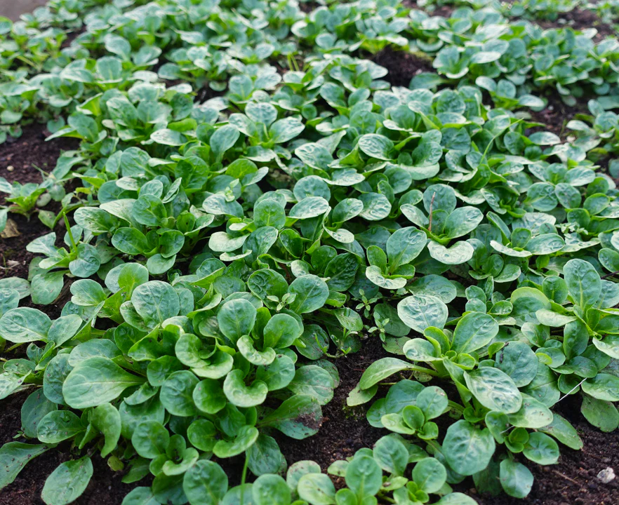 Dutch Corn Salad (Mache or Lamb's Lettuce) - Image 3