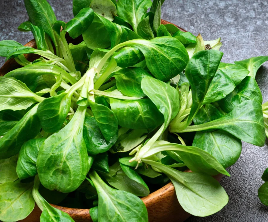 Dutch Corn Salad (Mache or Lamb's Lettuce) - Image 4