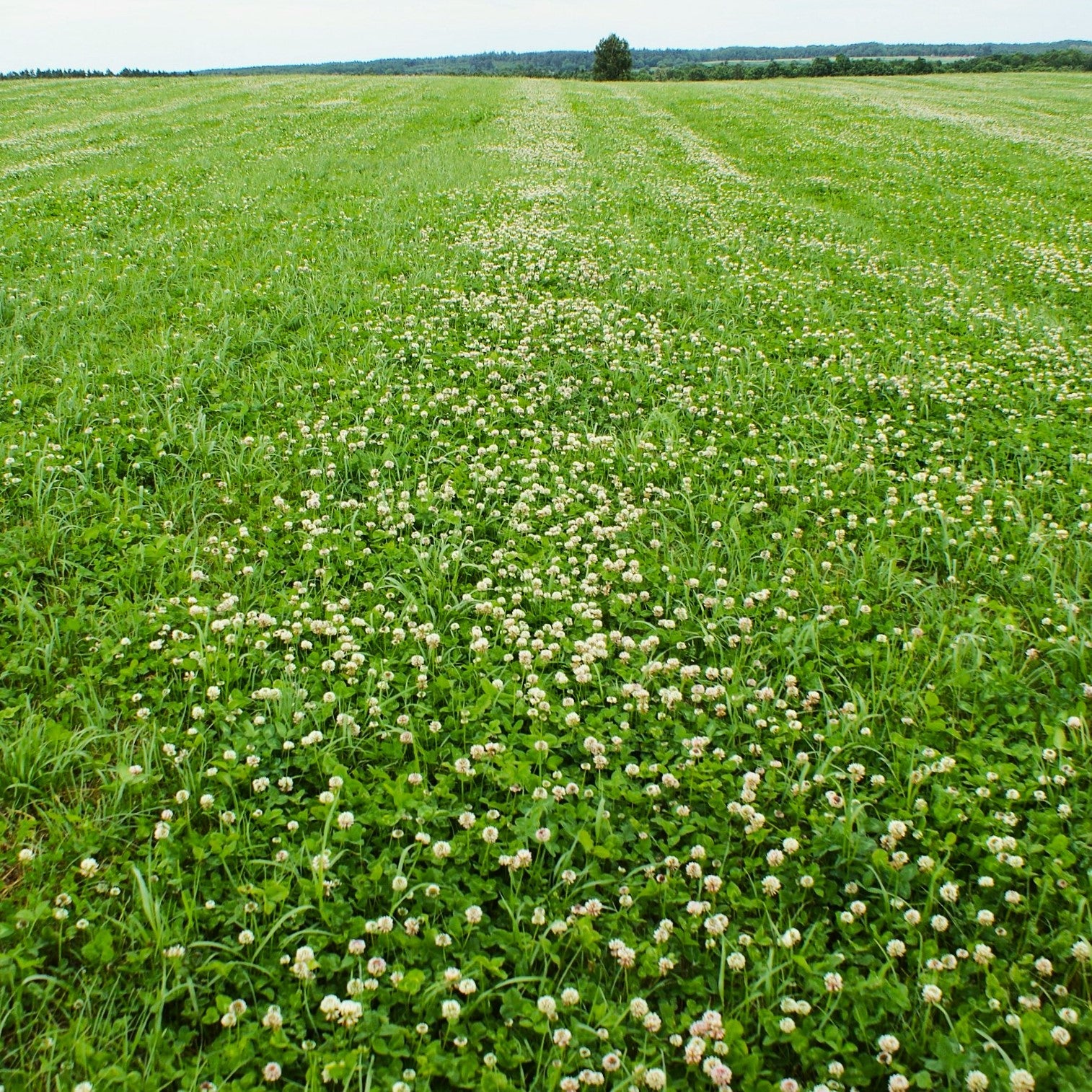 Dutch White Clover