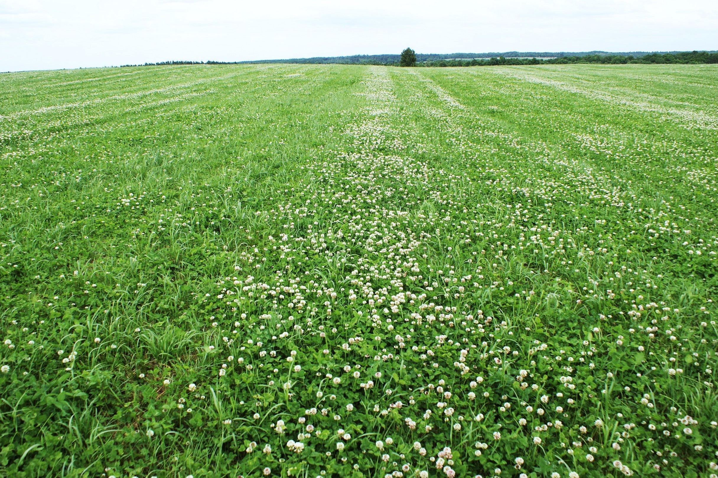 Dutch White Clover - Image 10