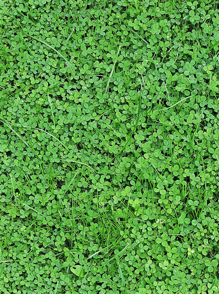 Dutch White Clover - Image 2