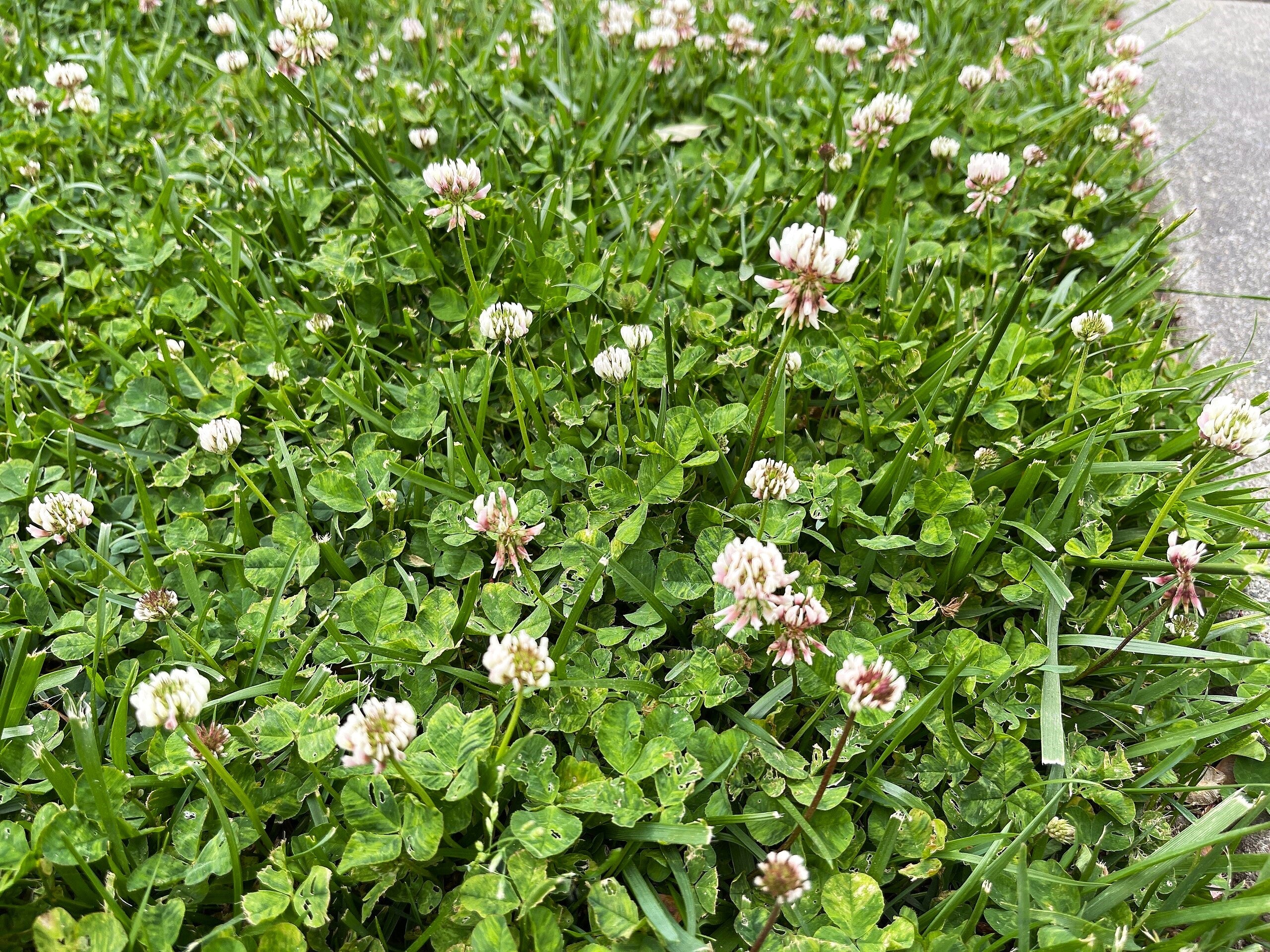 Dutch White Clover - Image 3
