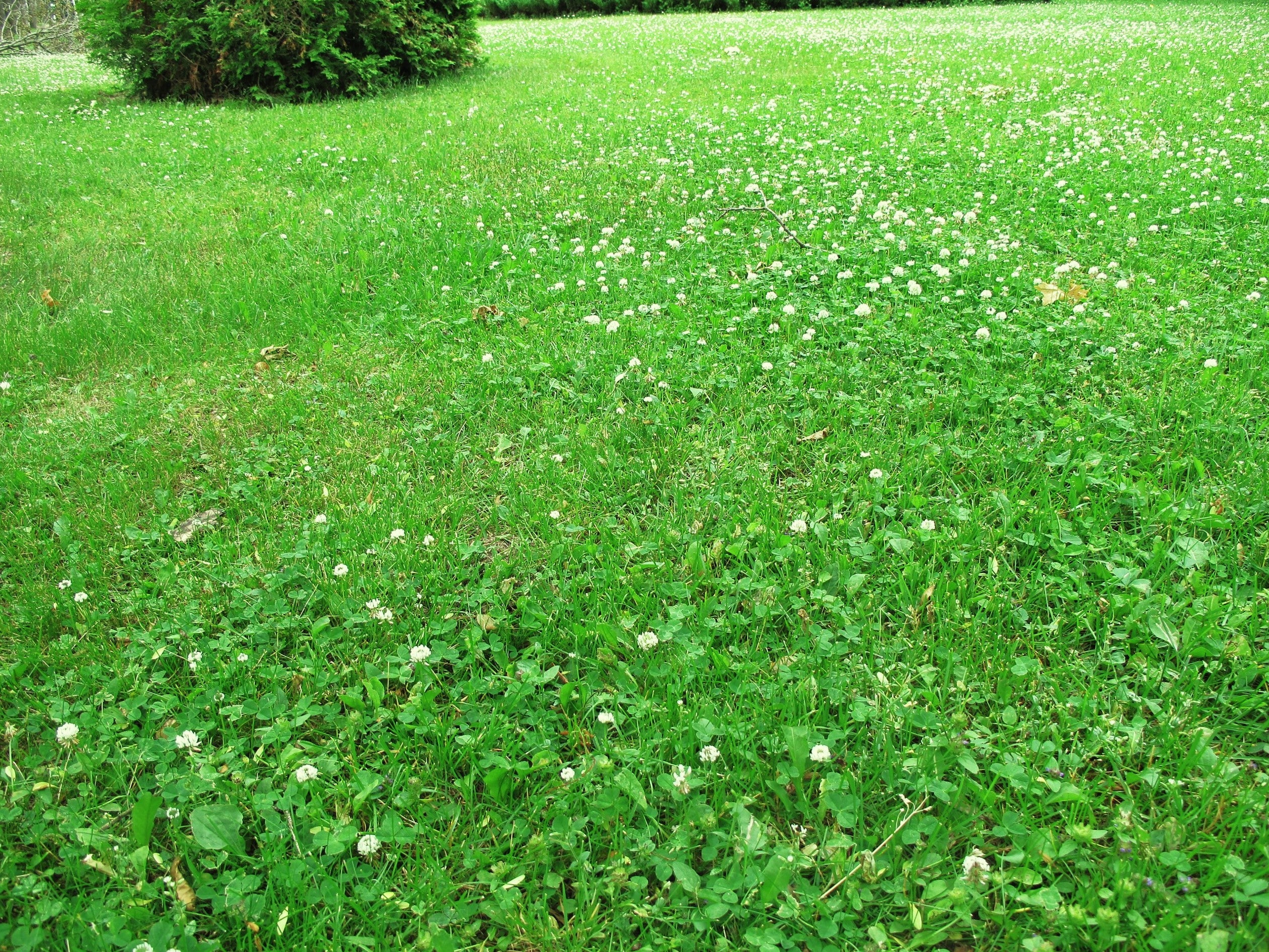 Dutch White Clover - Image 4