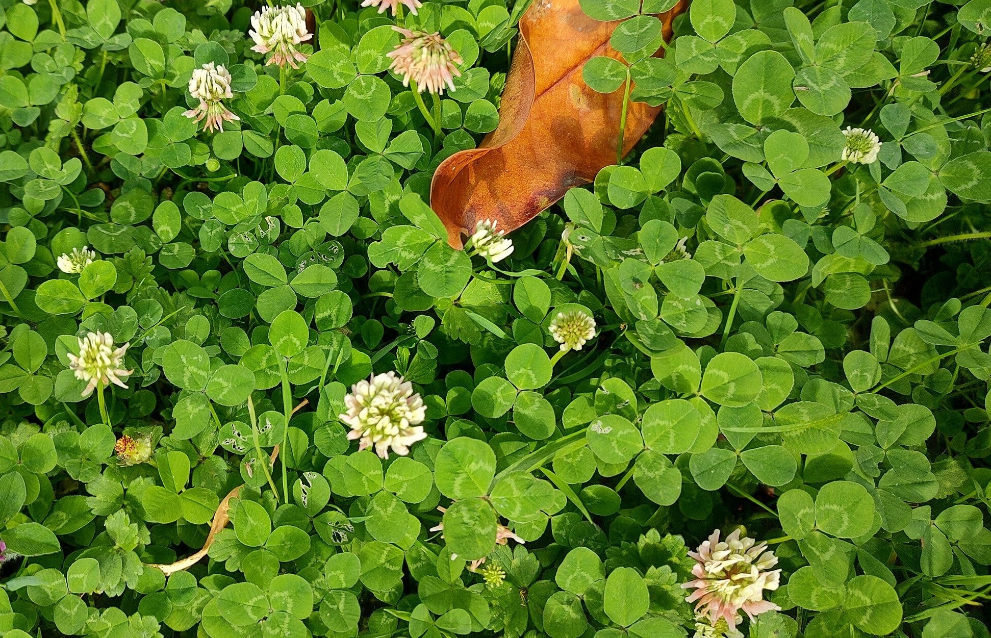 Dutch White Clover - Image 5