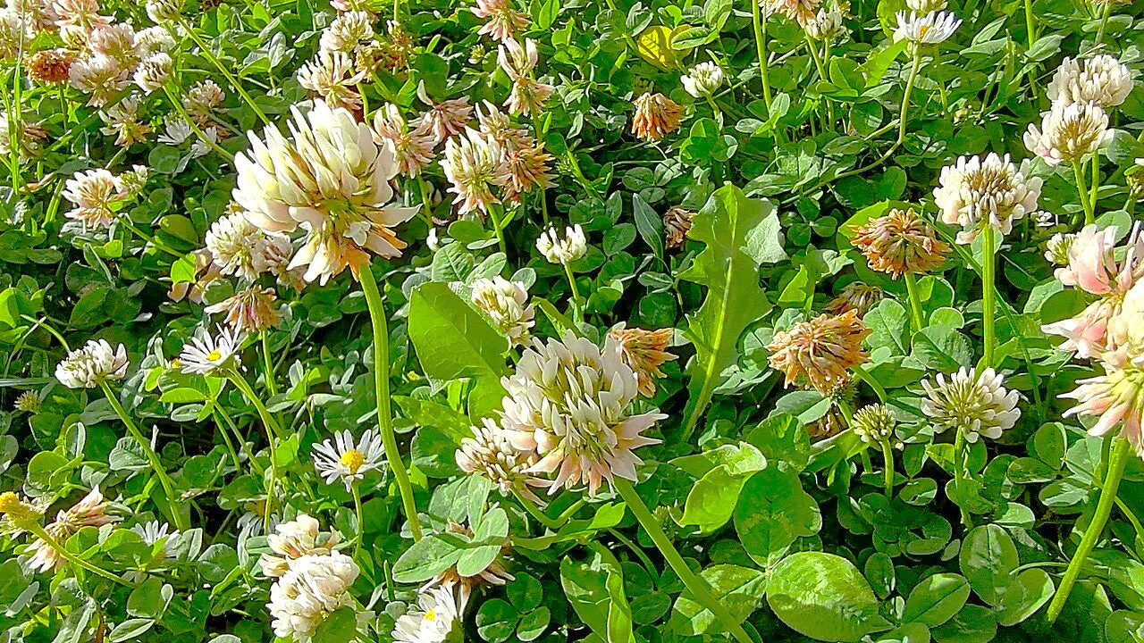 Dutch White Clover - Image 6