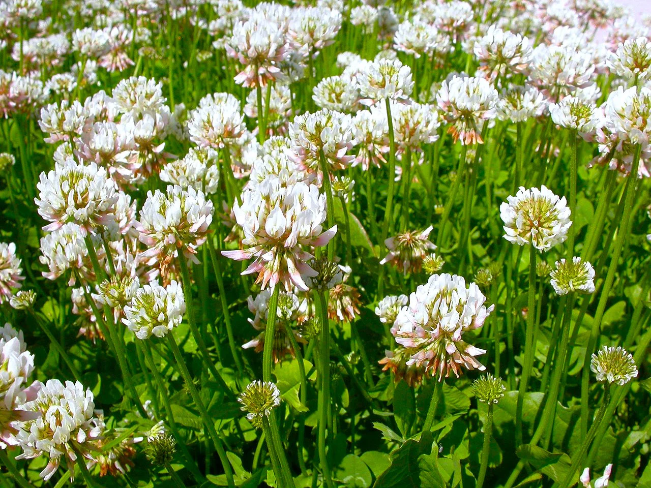 Dutch White Clover - Image 7