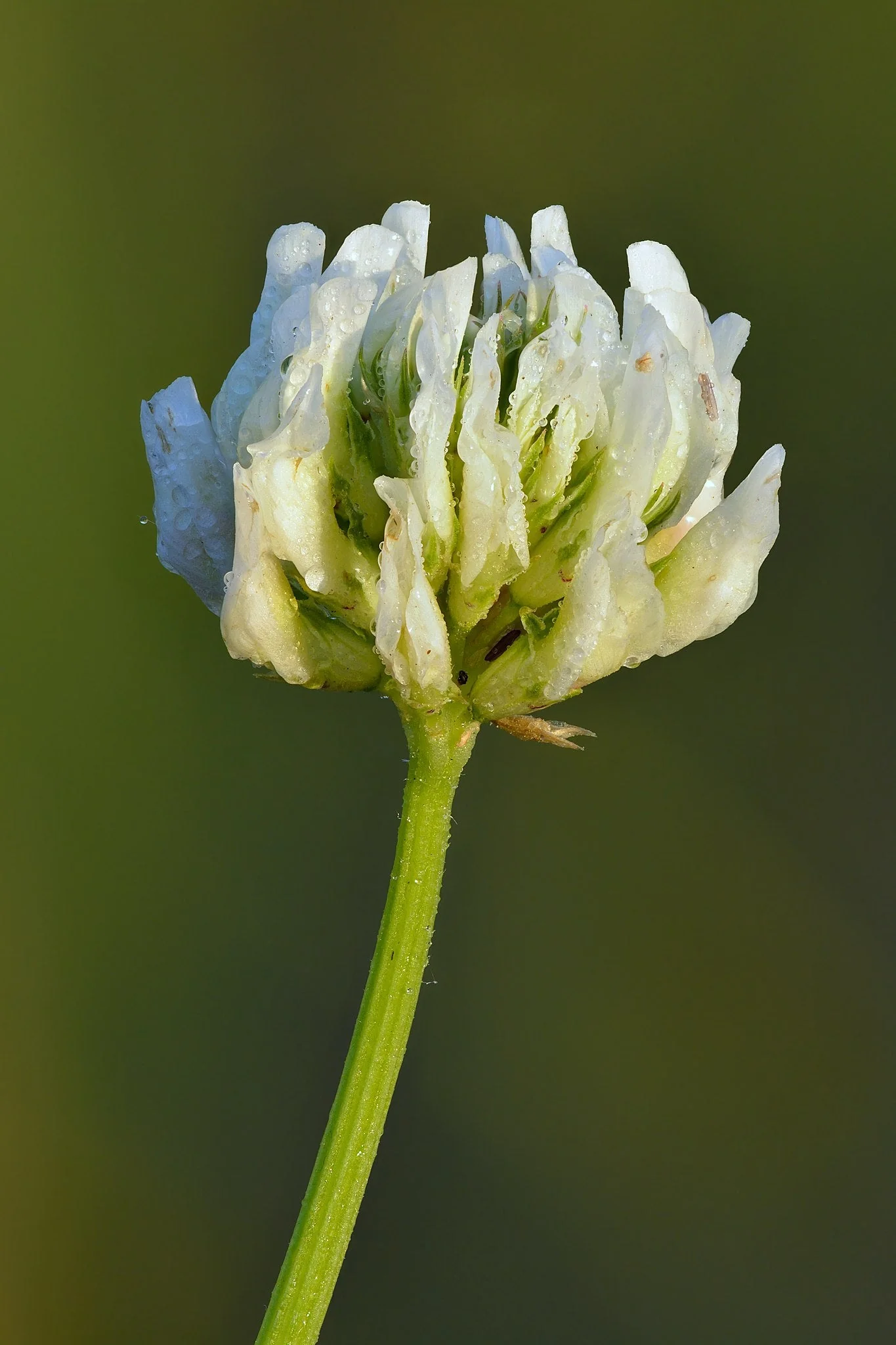 Dutch White Clover - Image 8