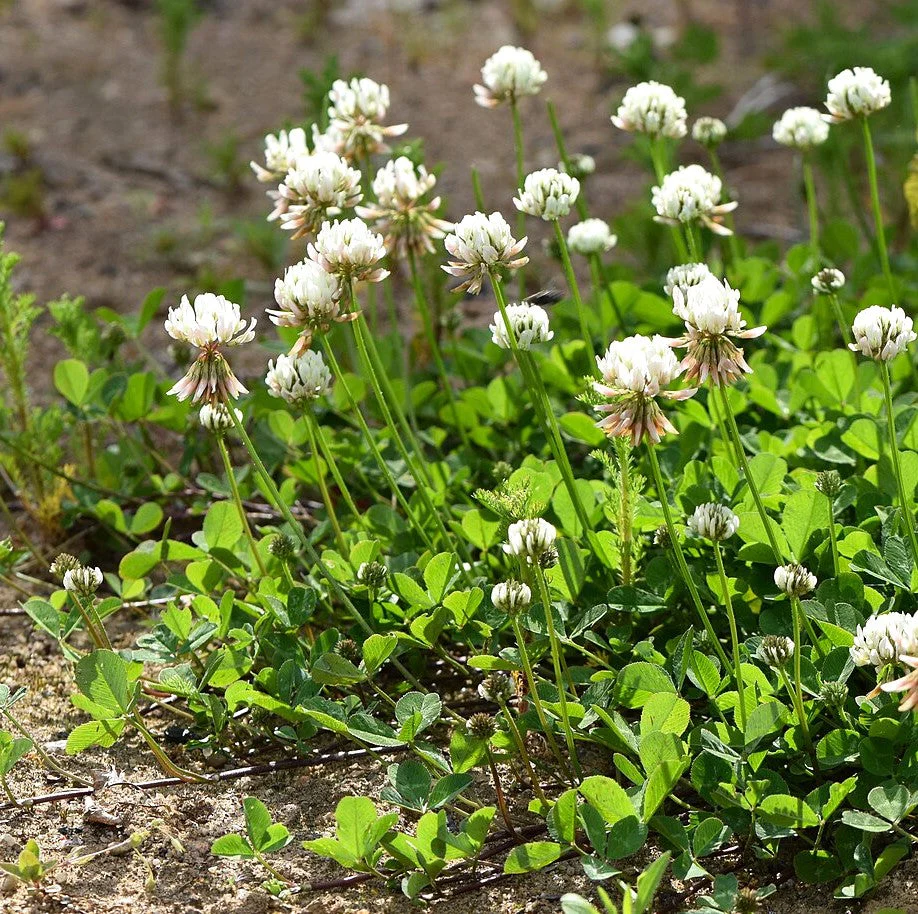 Dutch White Clover - Image 9