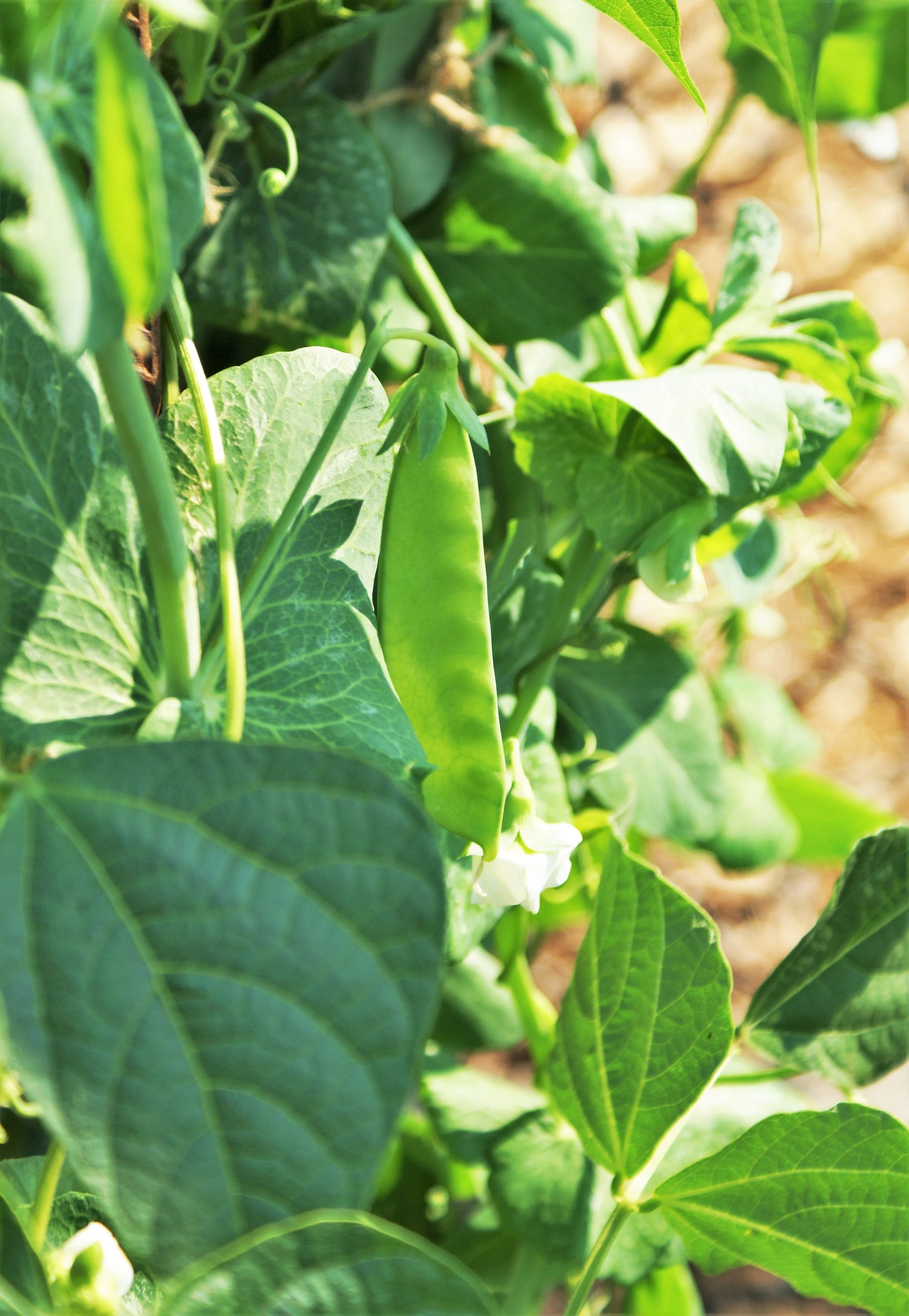 Dwarf Grey Sugar Pod Snow Pea - Image 2