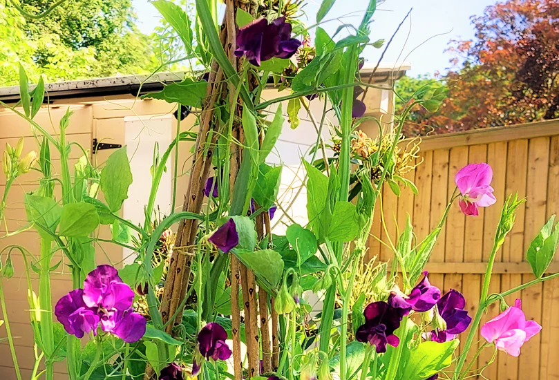 Dwarf Grey Sugar Pod Snow Pea - Image 3