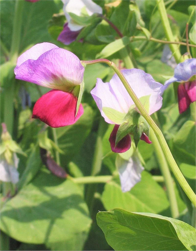 Dwarf Grey Sugar Pod Snow Pea - Image 4