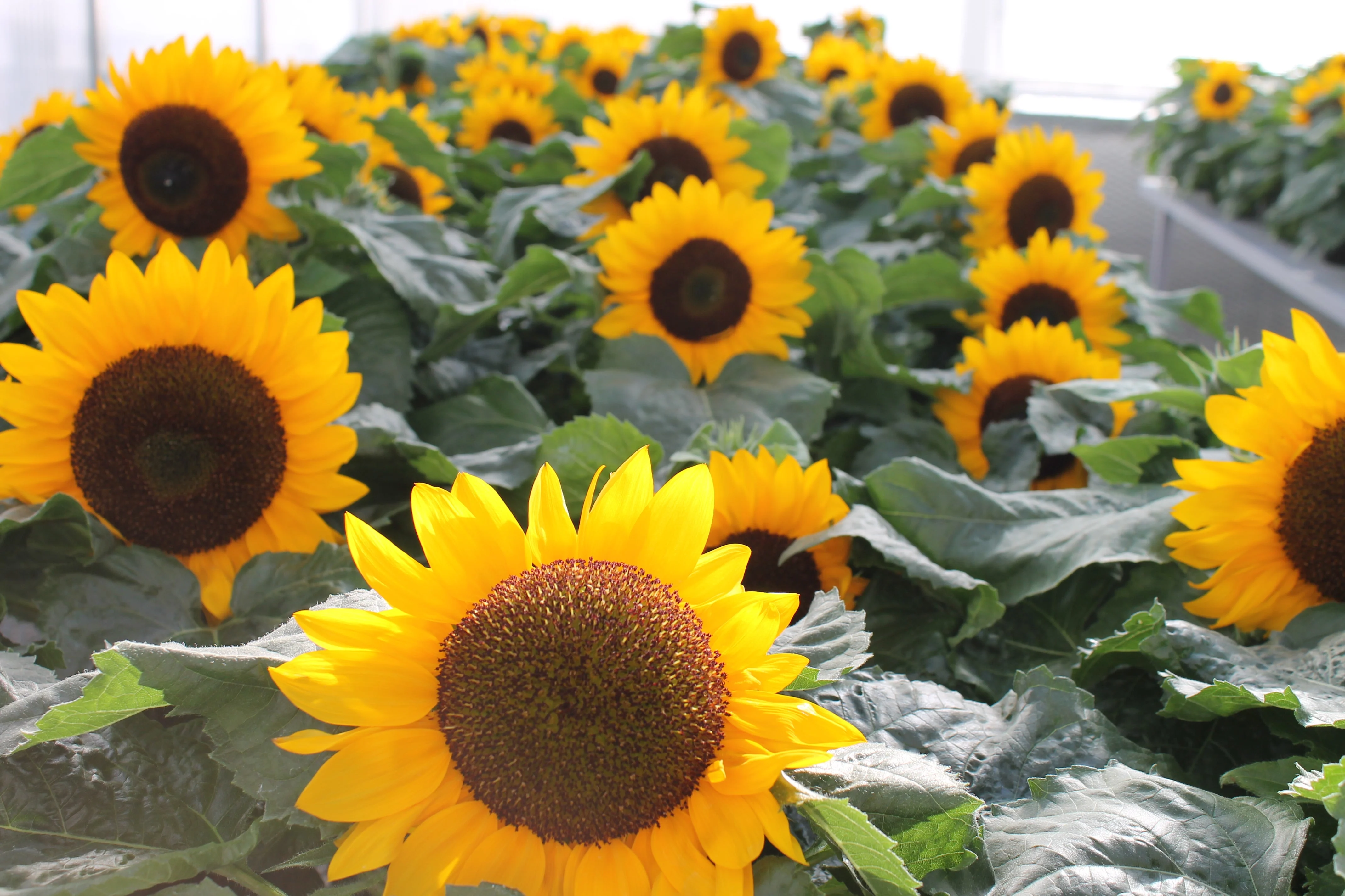 Dwarf Sunspot Sunflower - Image 3