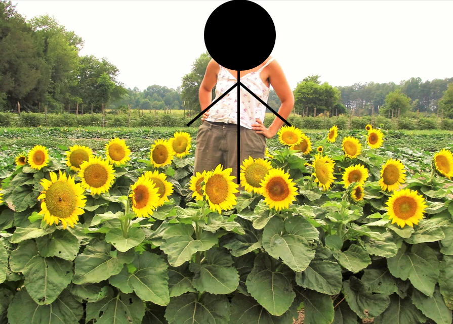 Dwarf Sunspot Sunflower - Image 4