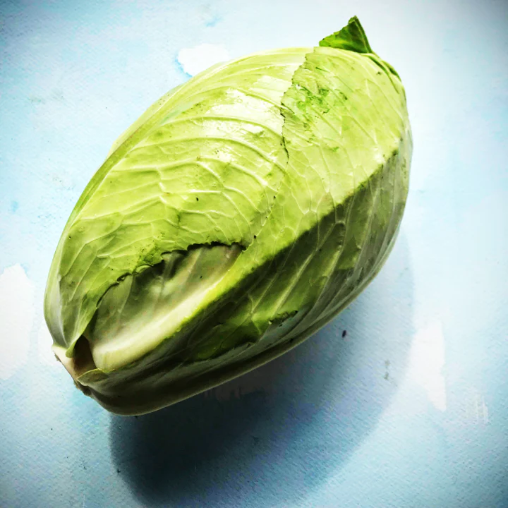 Early Jersey Wakefield Cabbage - Image 3