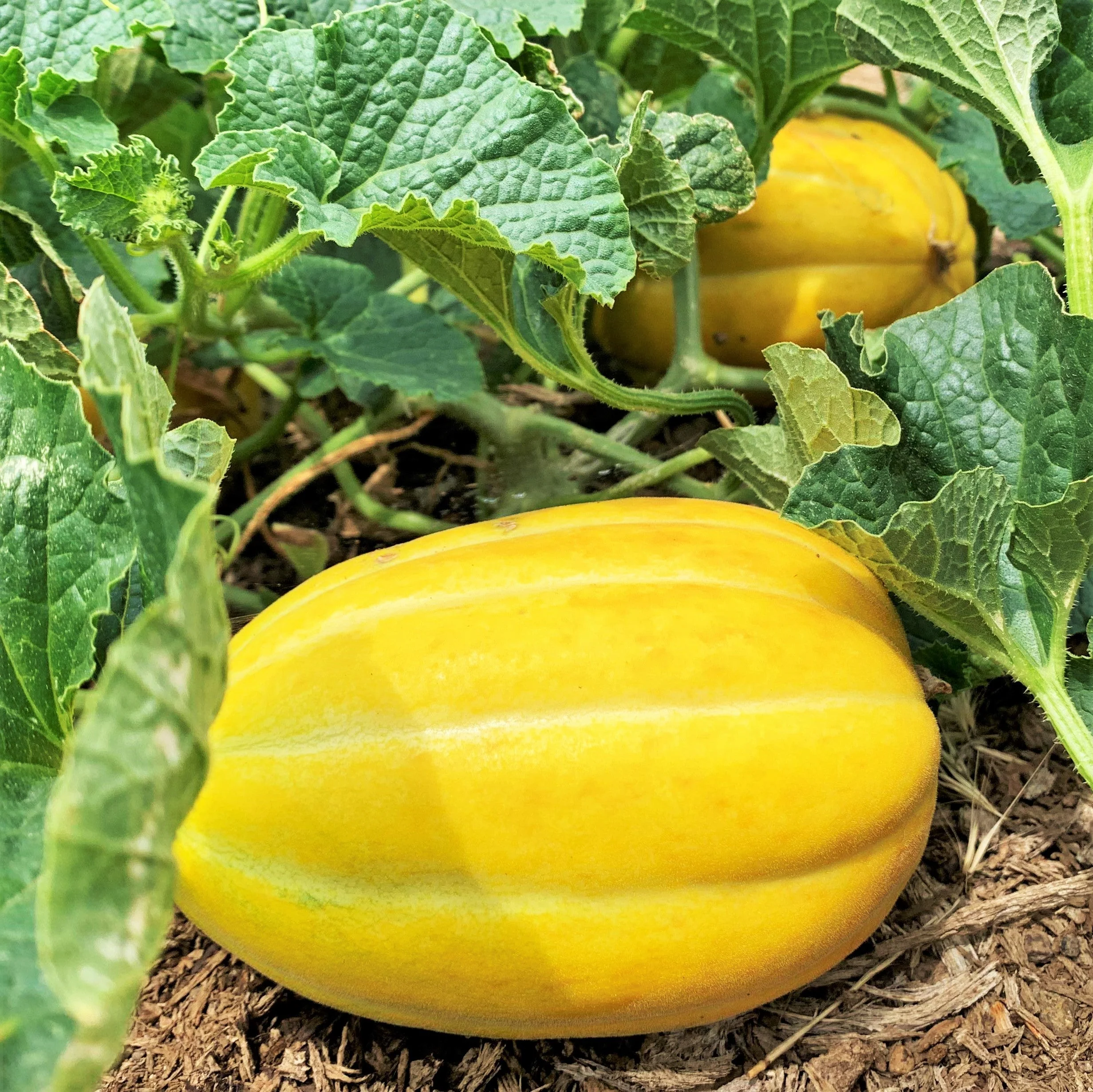 Early Silver Line Korean Melon - Image 2