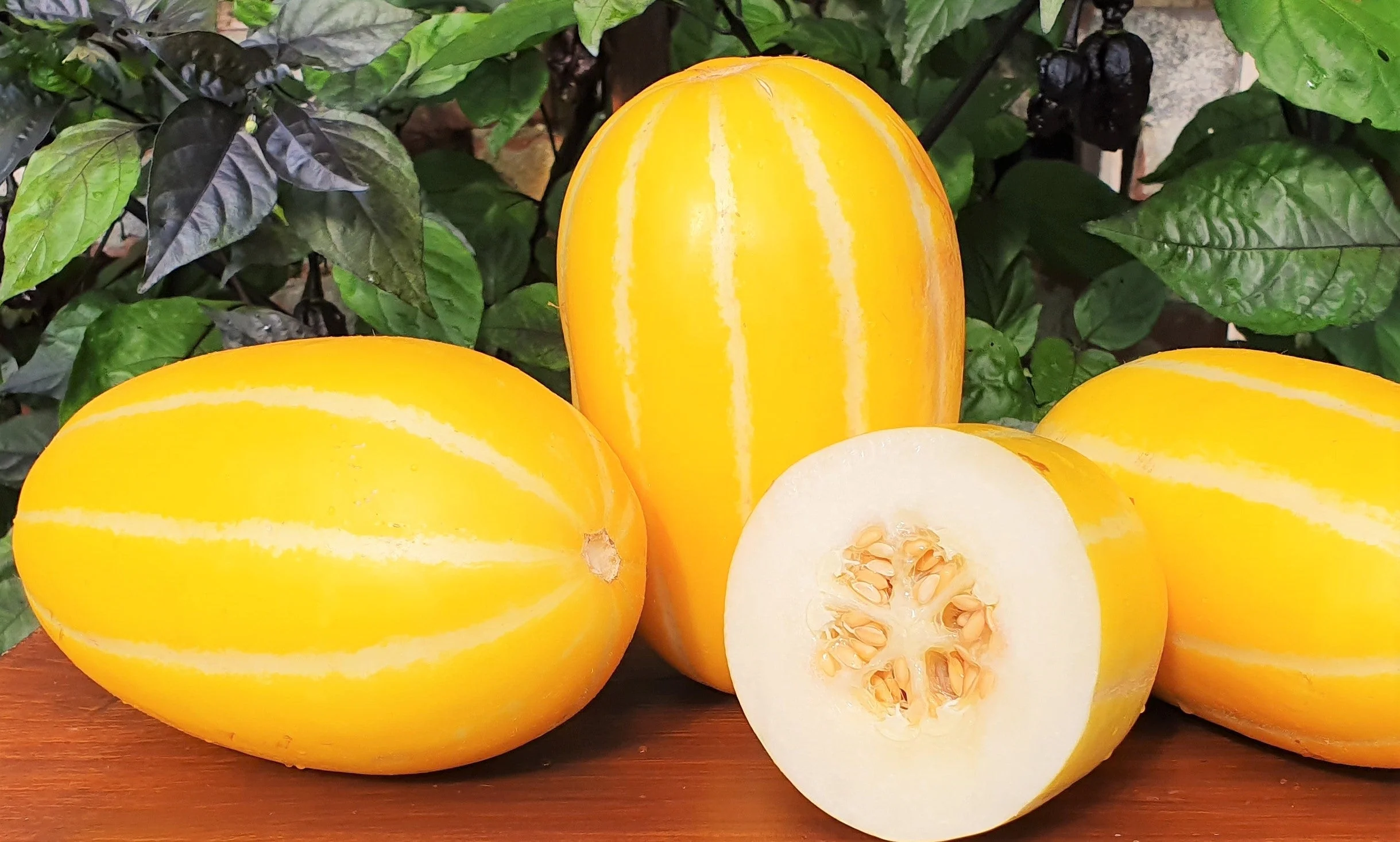 Early Silver Line Korean Melon - Image 6
