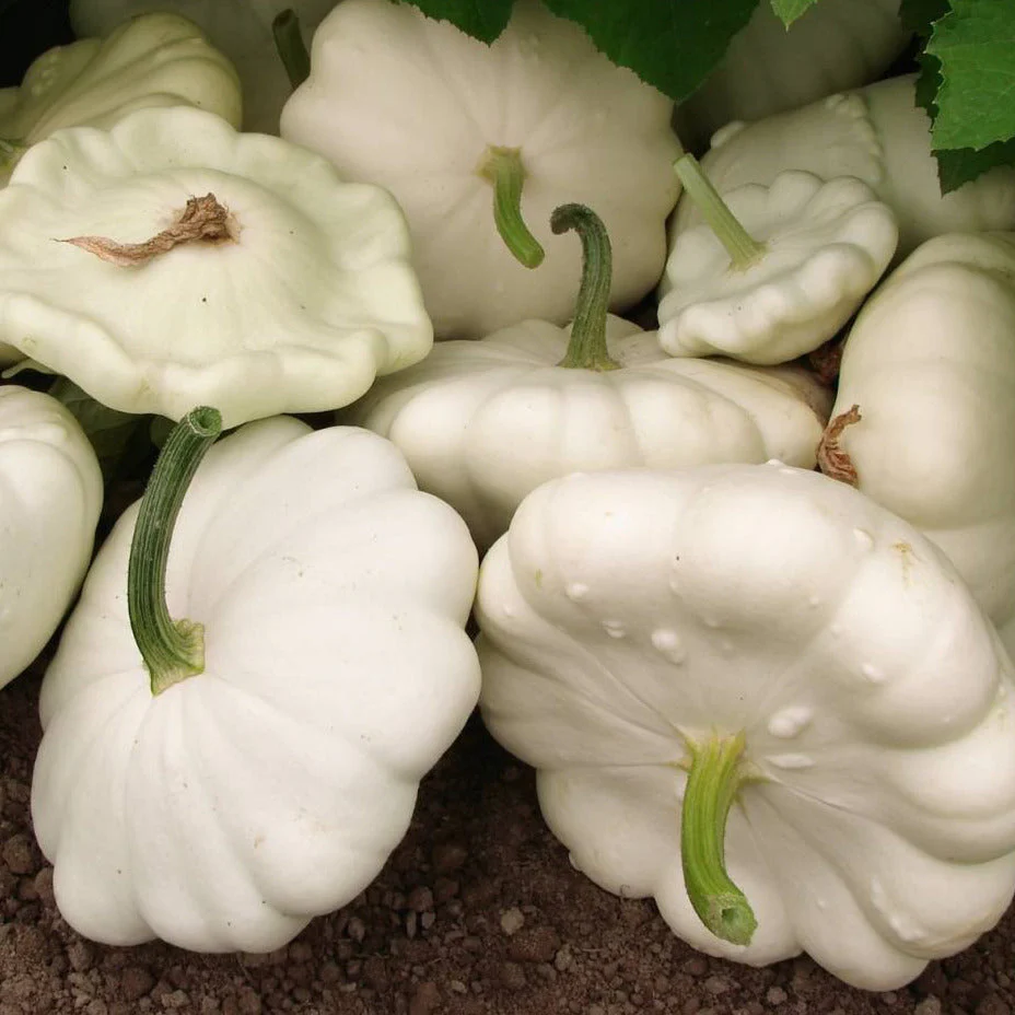 Early White Patty Pan (Bush Scallop Squash) - Image 3
