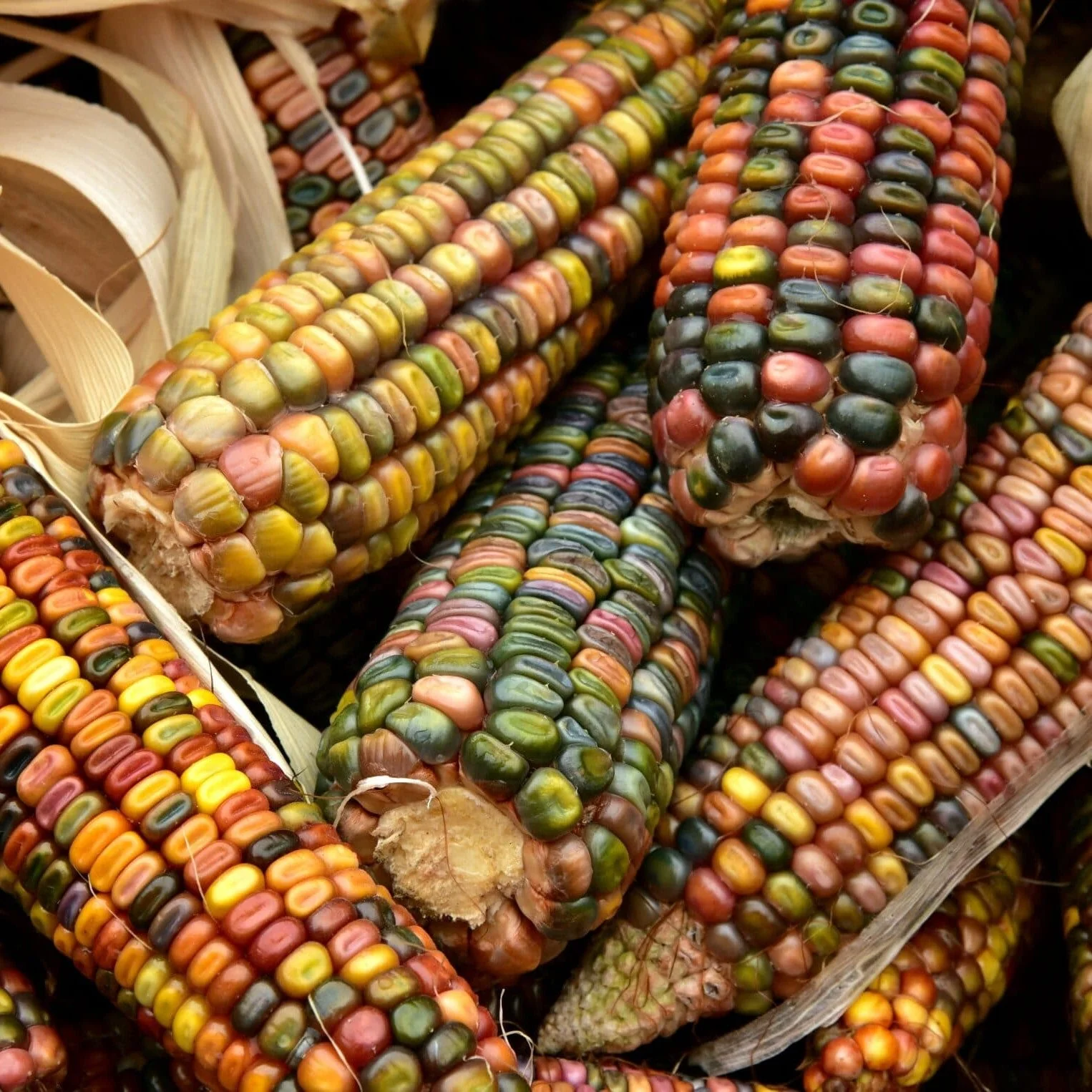 Earth Tones Dent Corn Ornamental