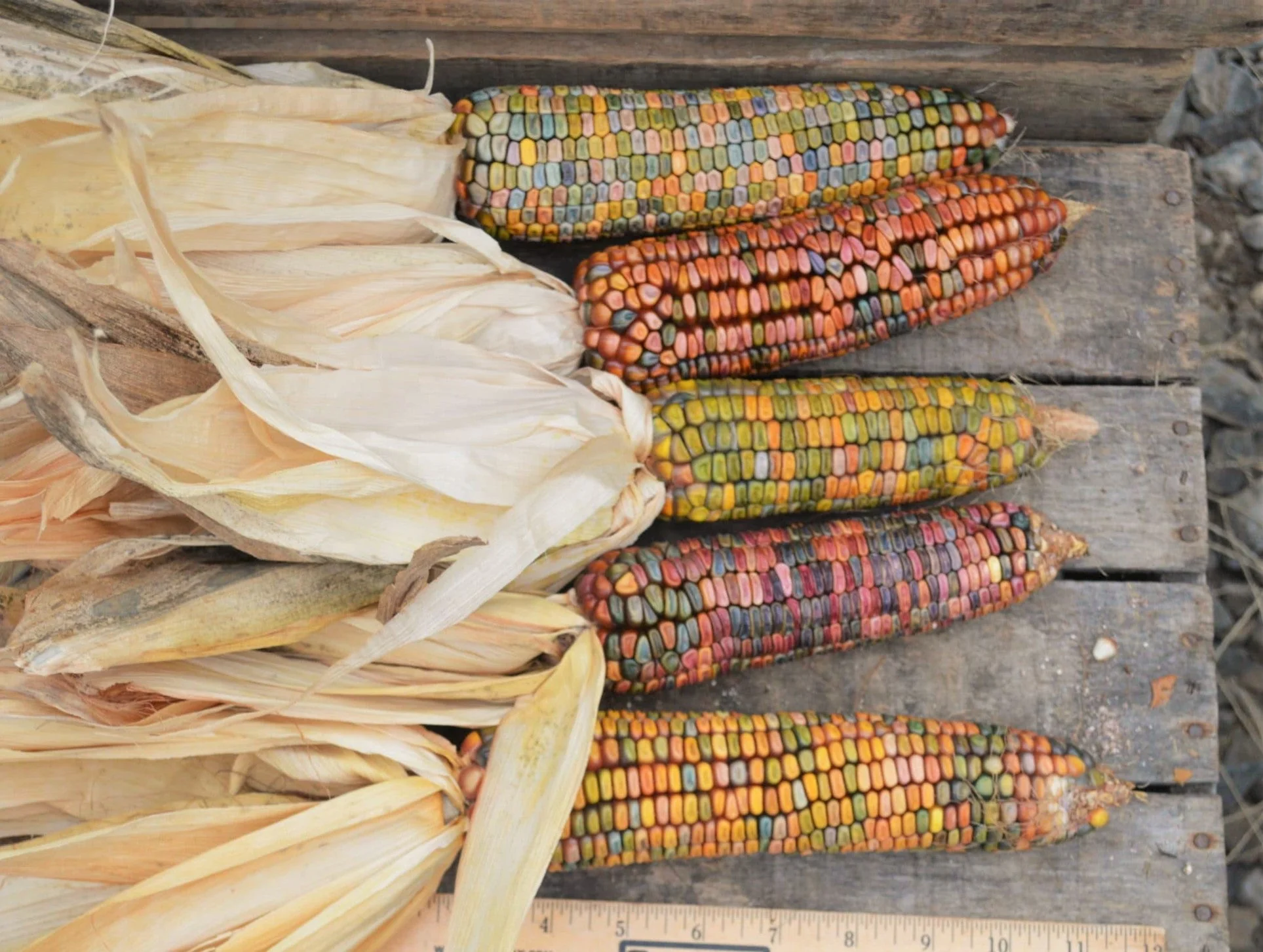 Earth Tones Dent Corn Ornamental - Image 2