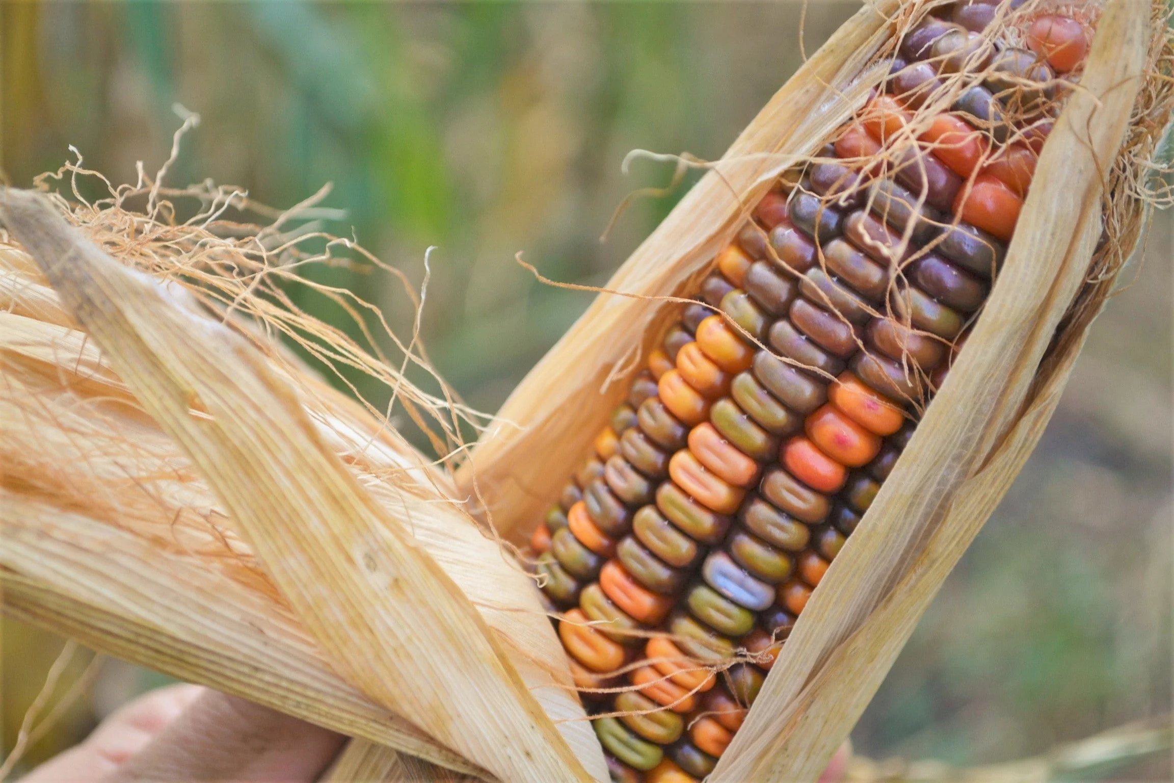 Earth Tones Dent Corn Ornamental - Image 3