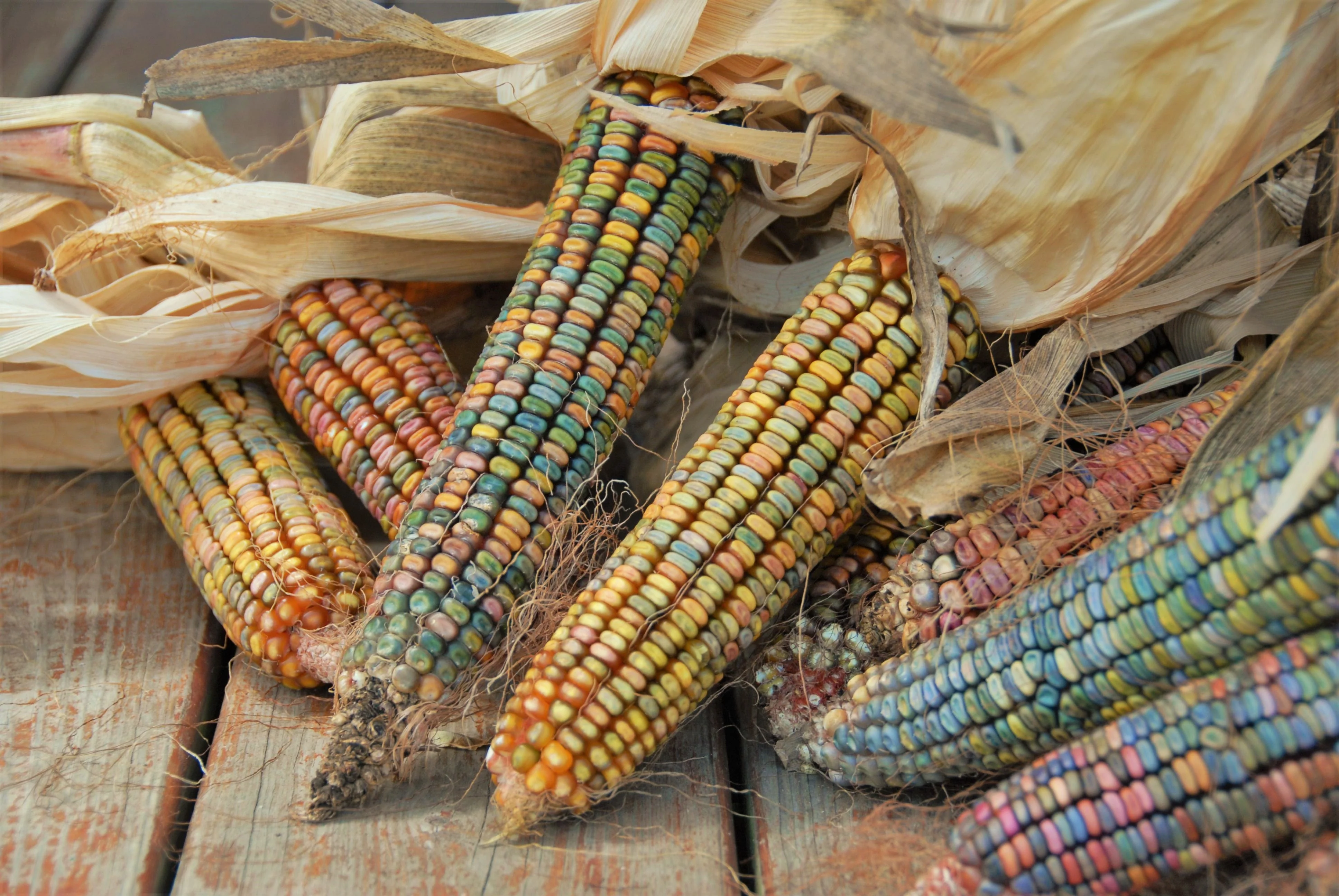 Earth Tones Dent Corn Ornamental - Image 4