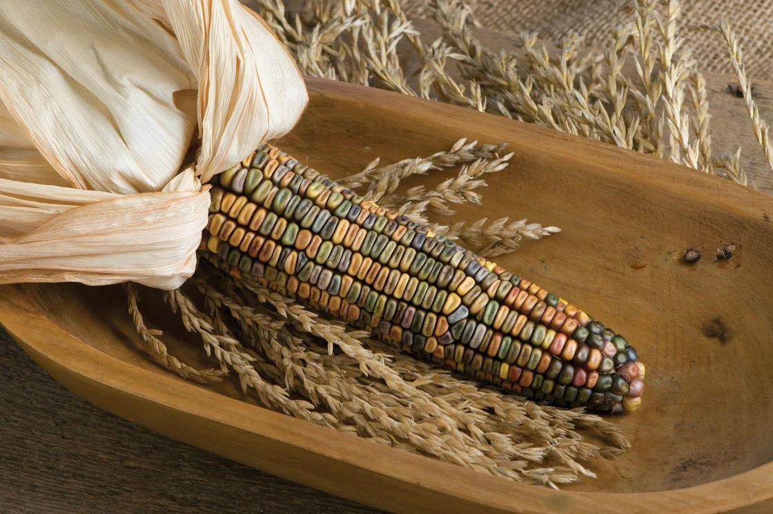 Earth Tones Dent Corn Ornamental - Image 5