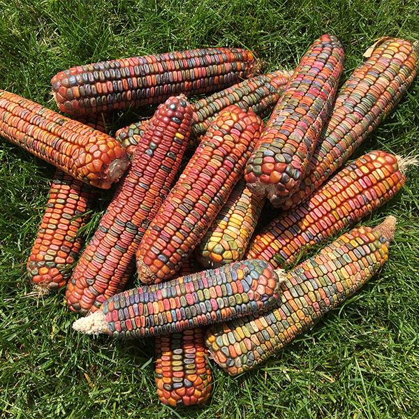 Earth Tones Dent Corn Ornamental - Image 7