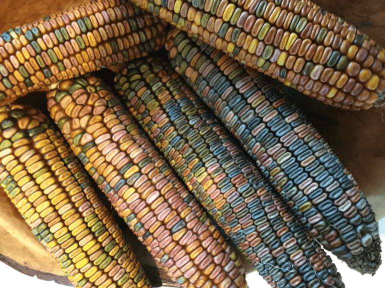 Earth Tones Dent Corn Ornamental - Image 8