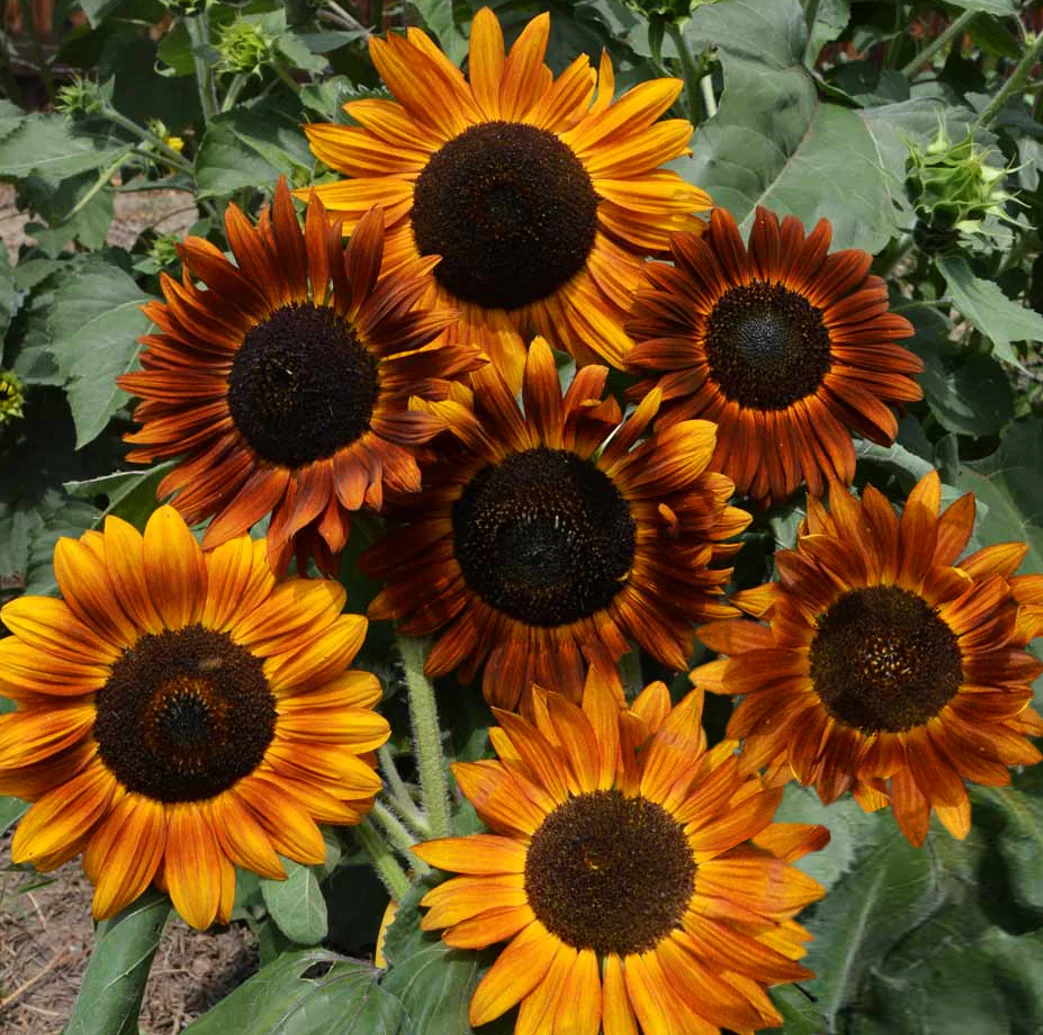 Earthwalker Sunflower