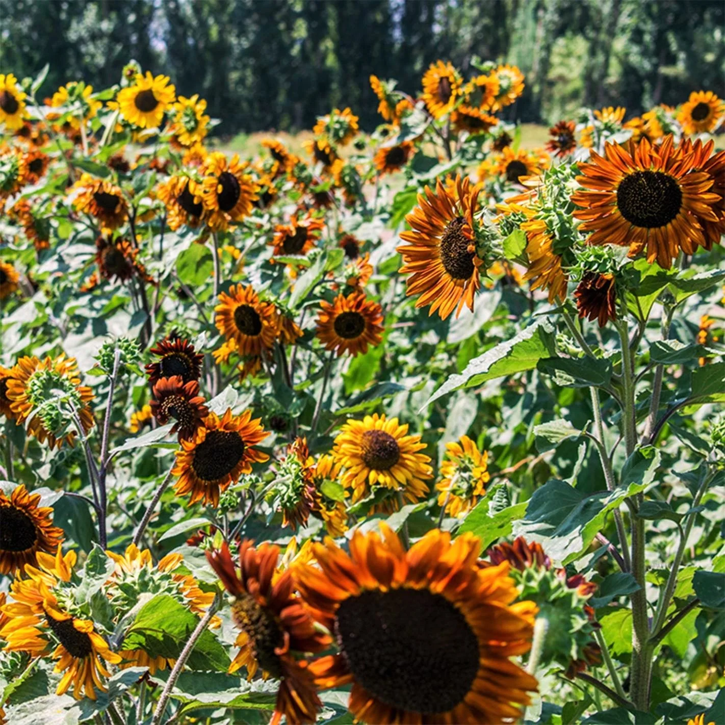 Earthwalker Sunflower - Image 2
