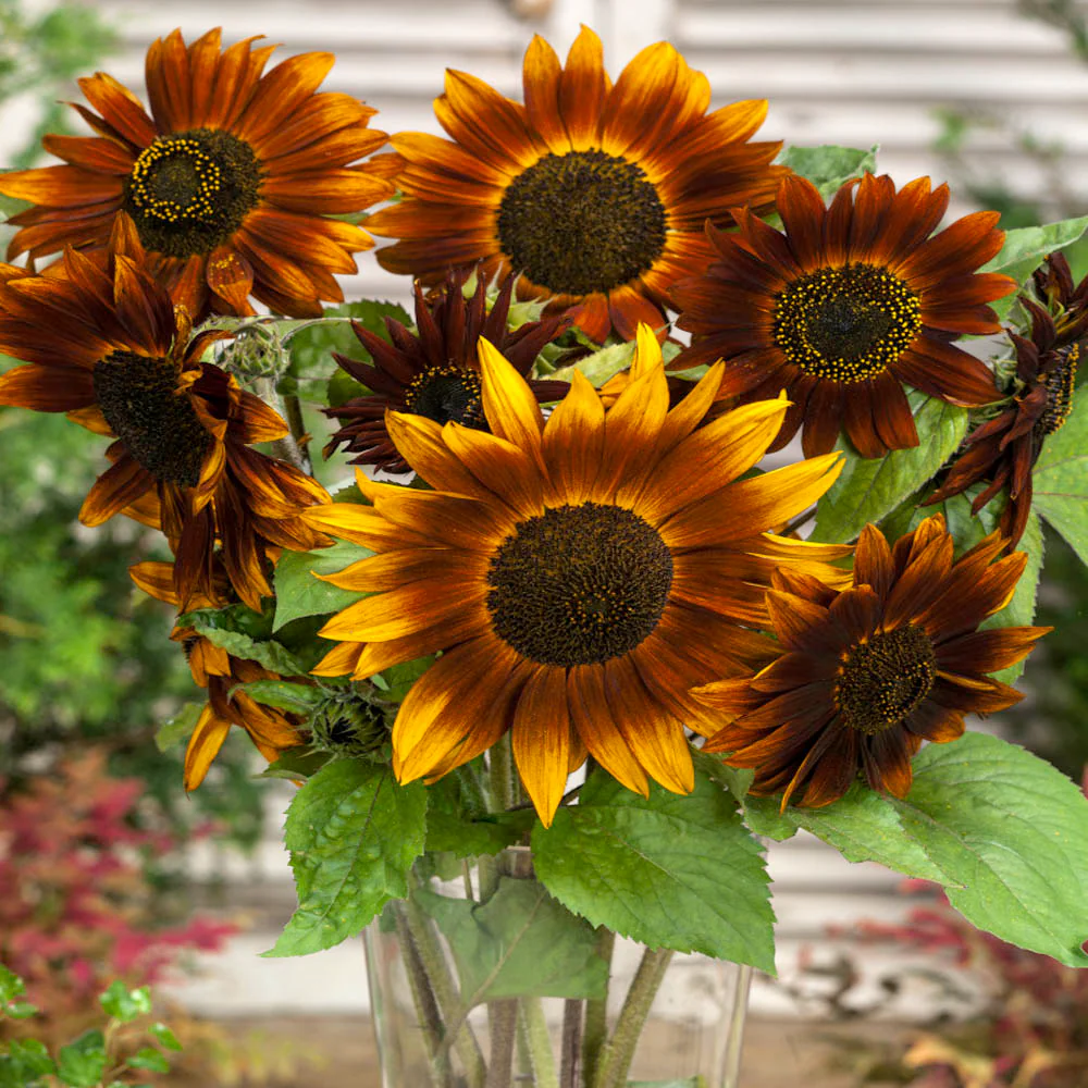 Earthwalker Sunflower - Image 3