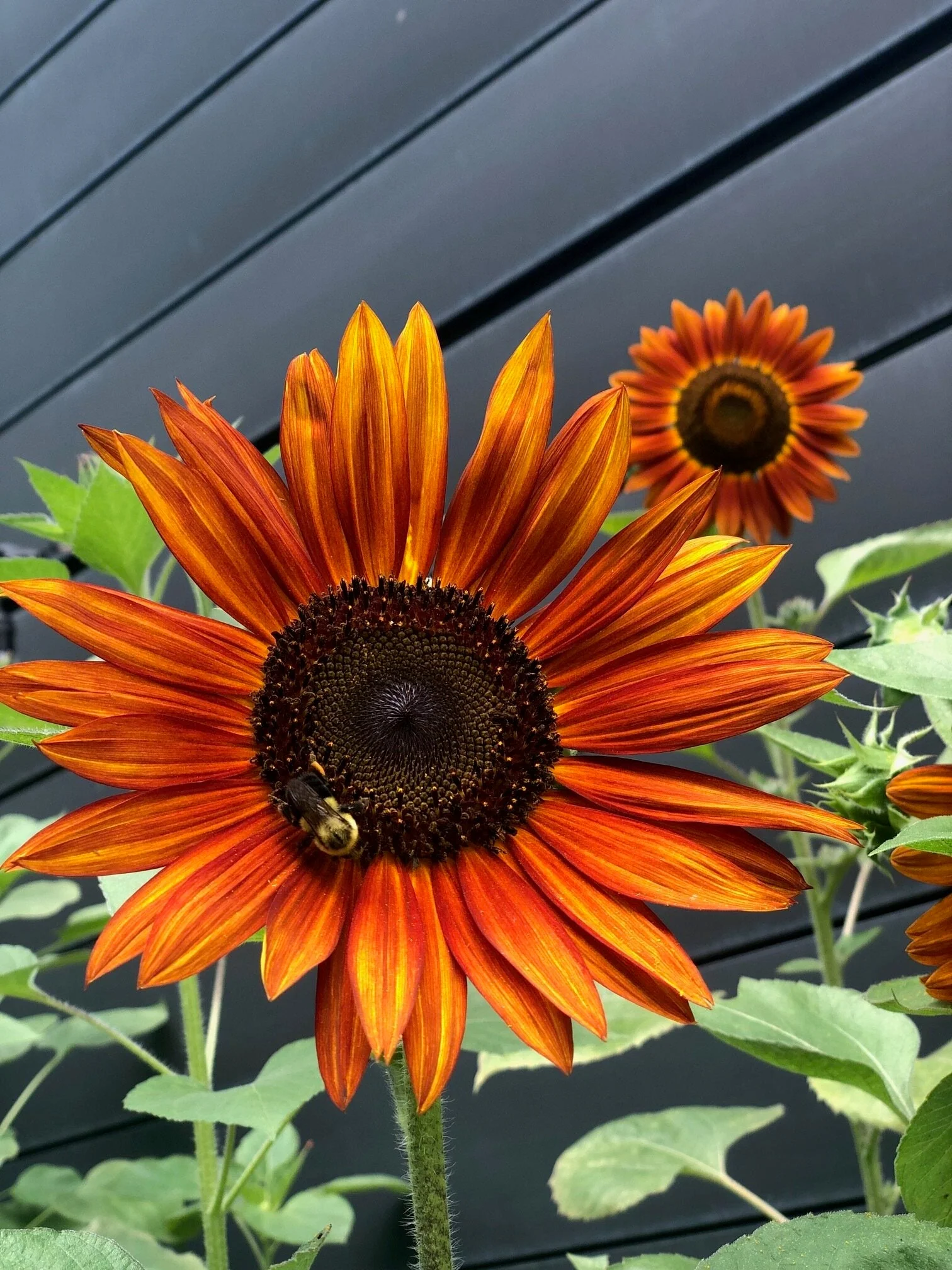 Earthwalker Sunflower - Image 4