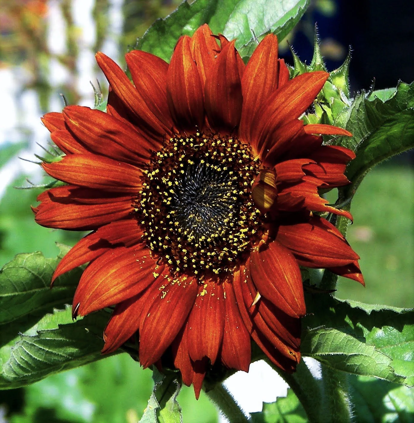 Earthwalker Sunflower - Image 5