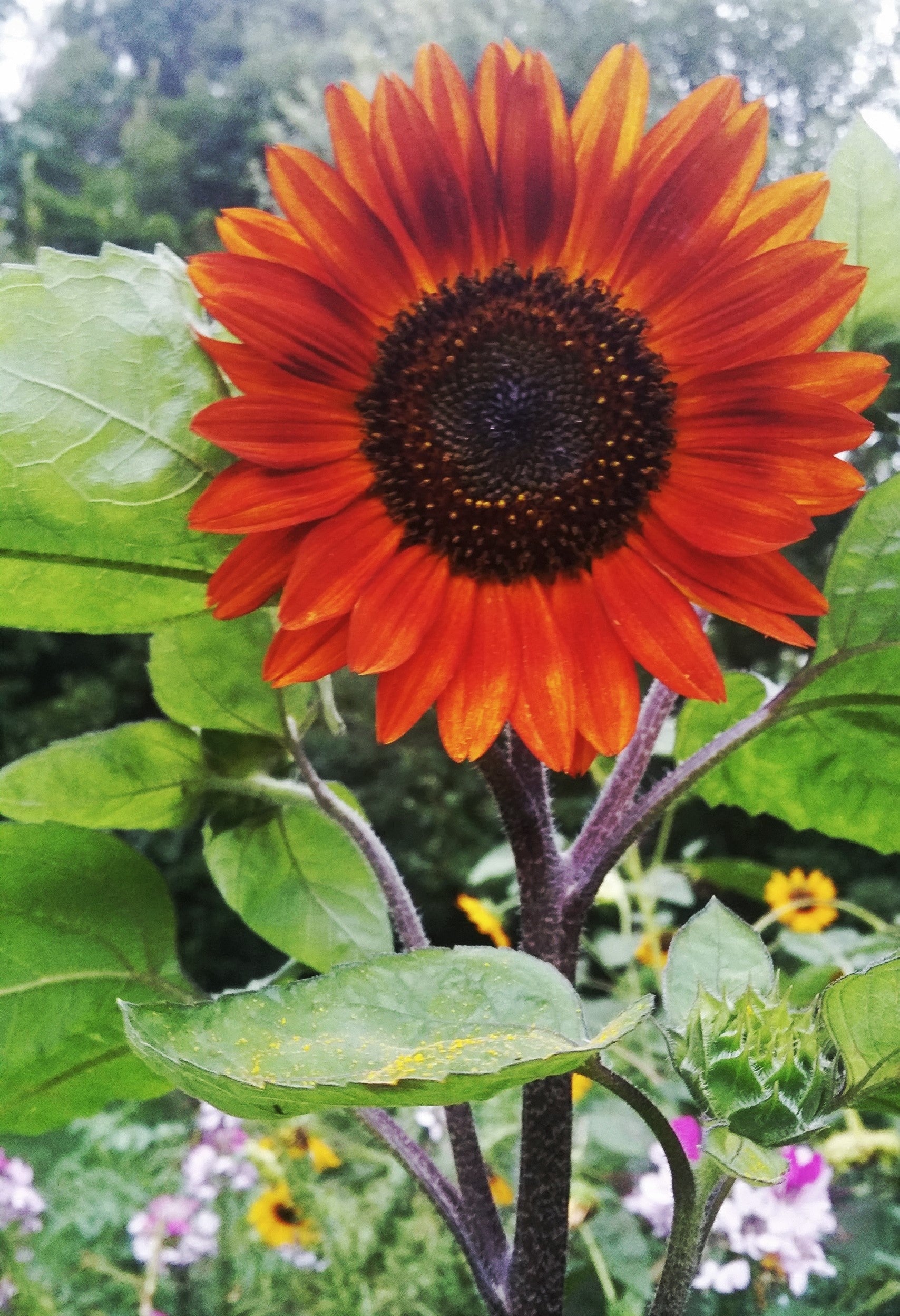 Earthwalker Sunflower - Image 6