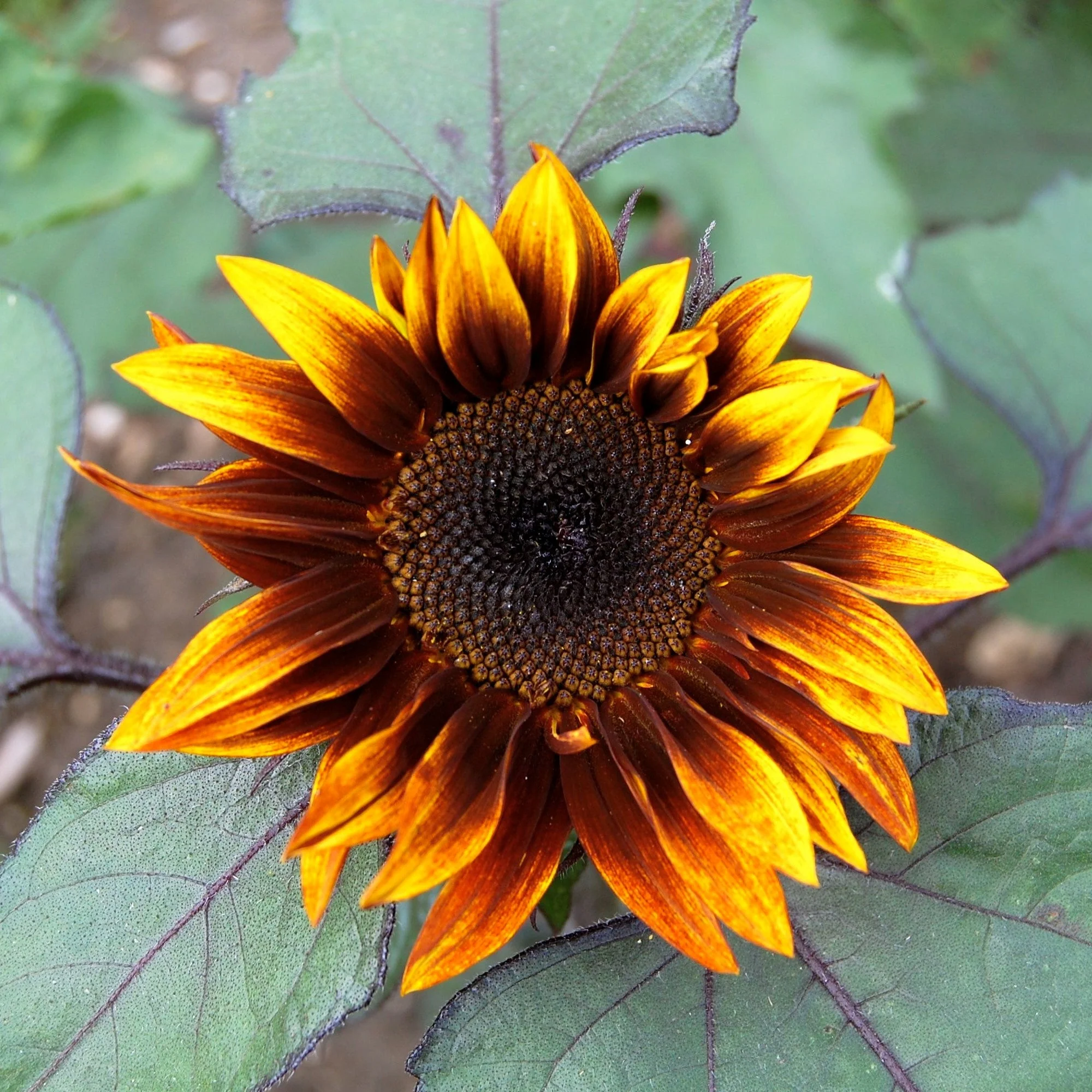 Earthwalker Sunflower - Image 7