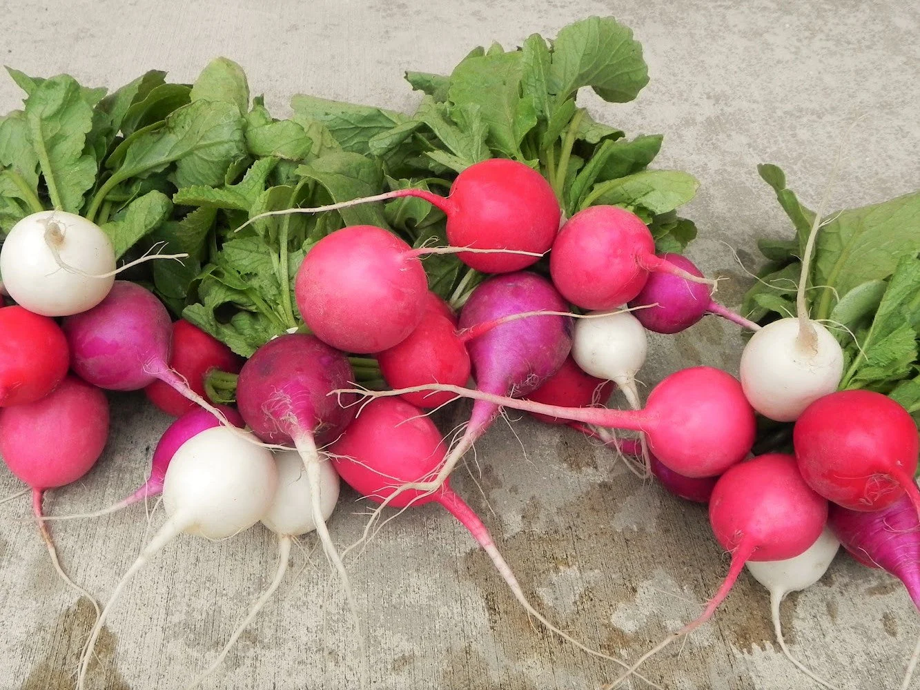 Easter Egg Mix Radish - Image 3