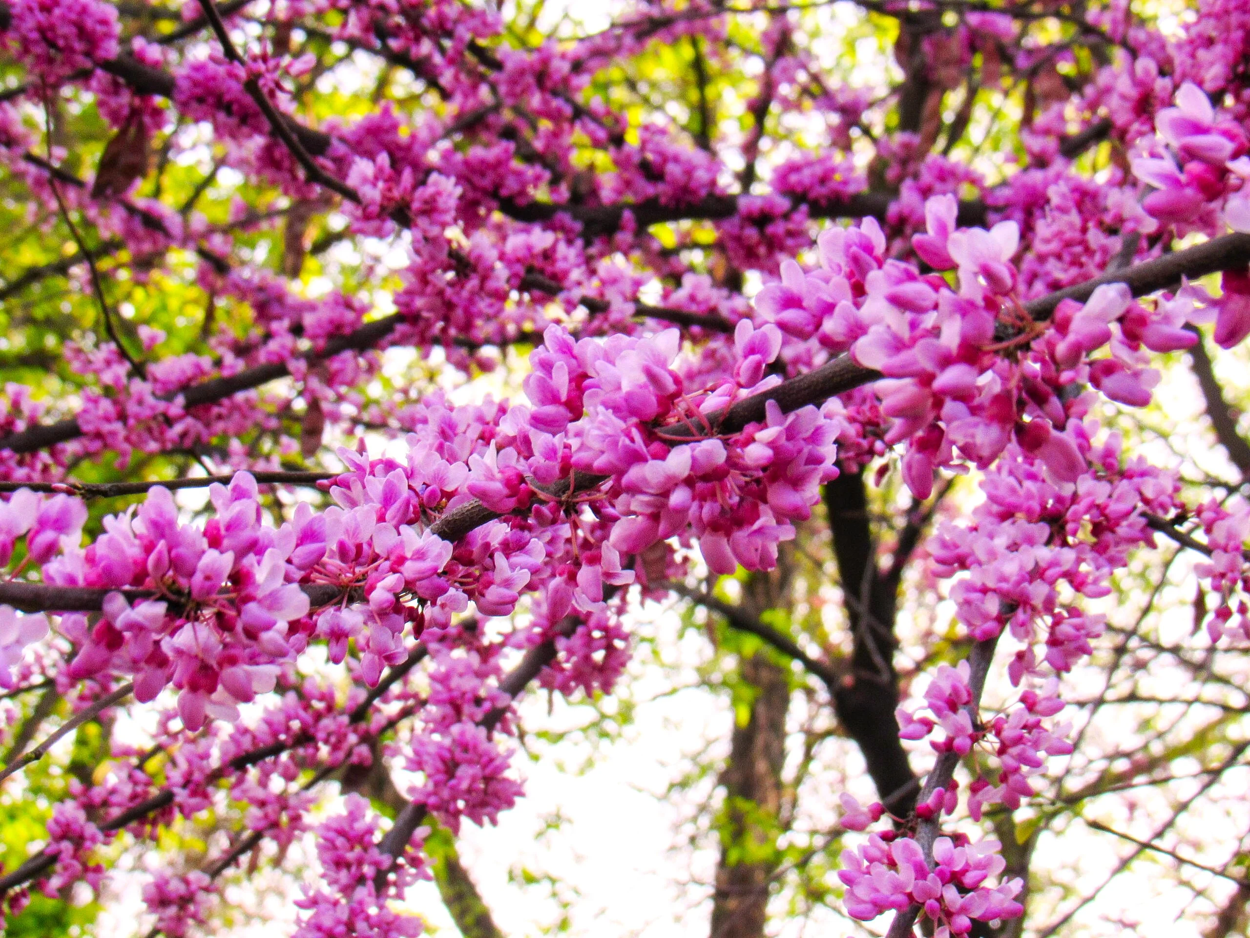 Eastern Redbud Tree - Image 3