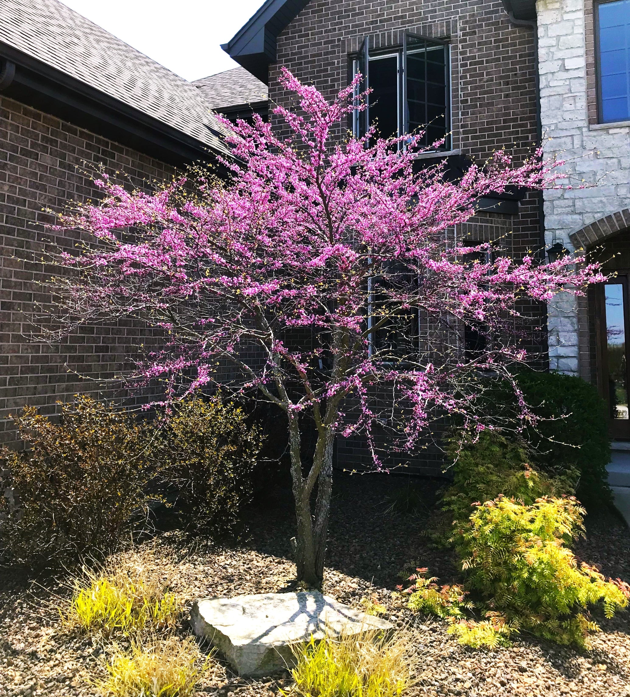 Eastern Redbud Tree - Image 4