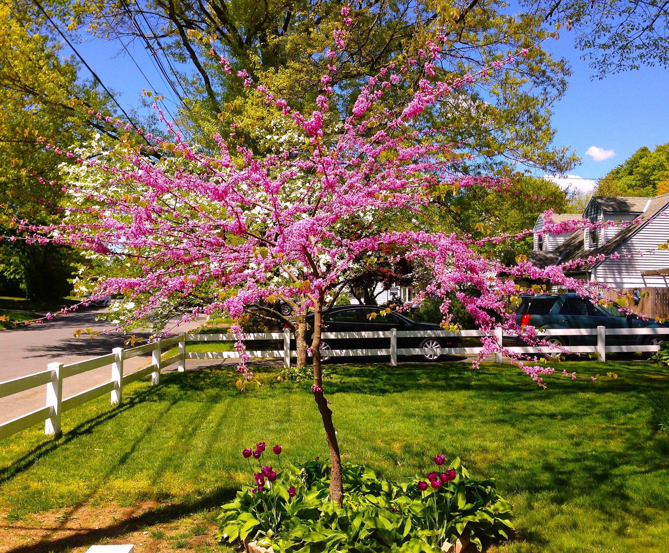 Eastern Redbud Tree - Image 5