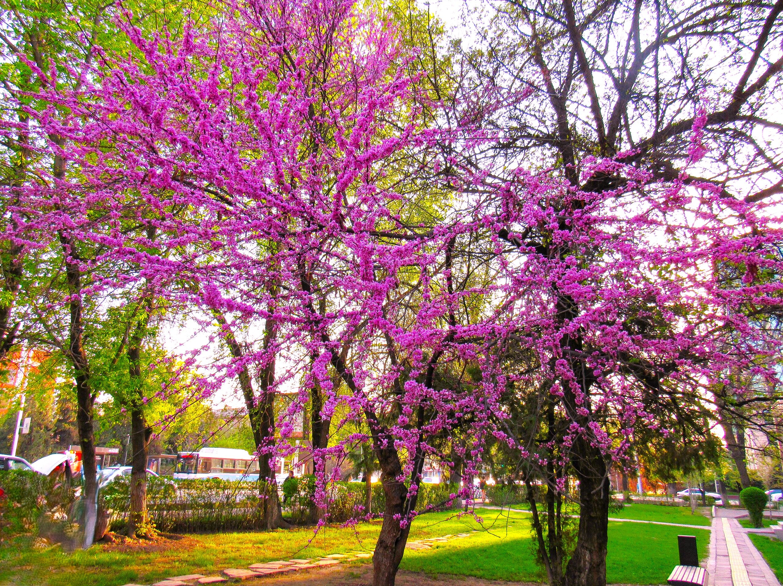 Eastern Redbud Tree - Image 6